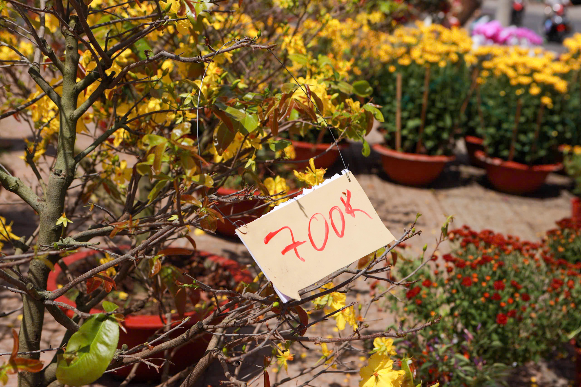 Hoa tết giảm gi&aacute; &ldquo;ch&aacute;y h&agrave;ng&rdquo; thu h&uacute;t người d&acirc;n mua dịp tết 2026 - Ảnh 6.