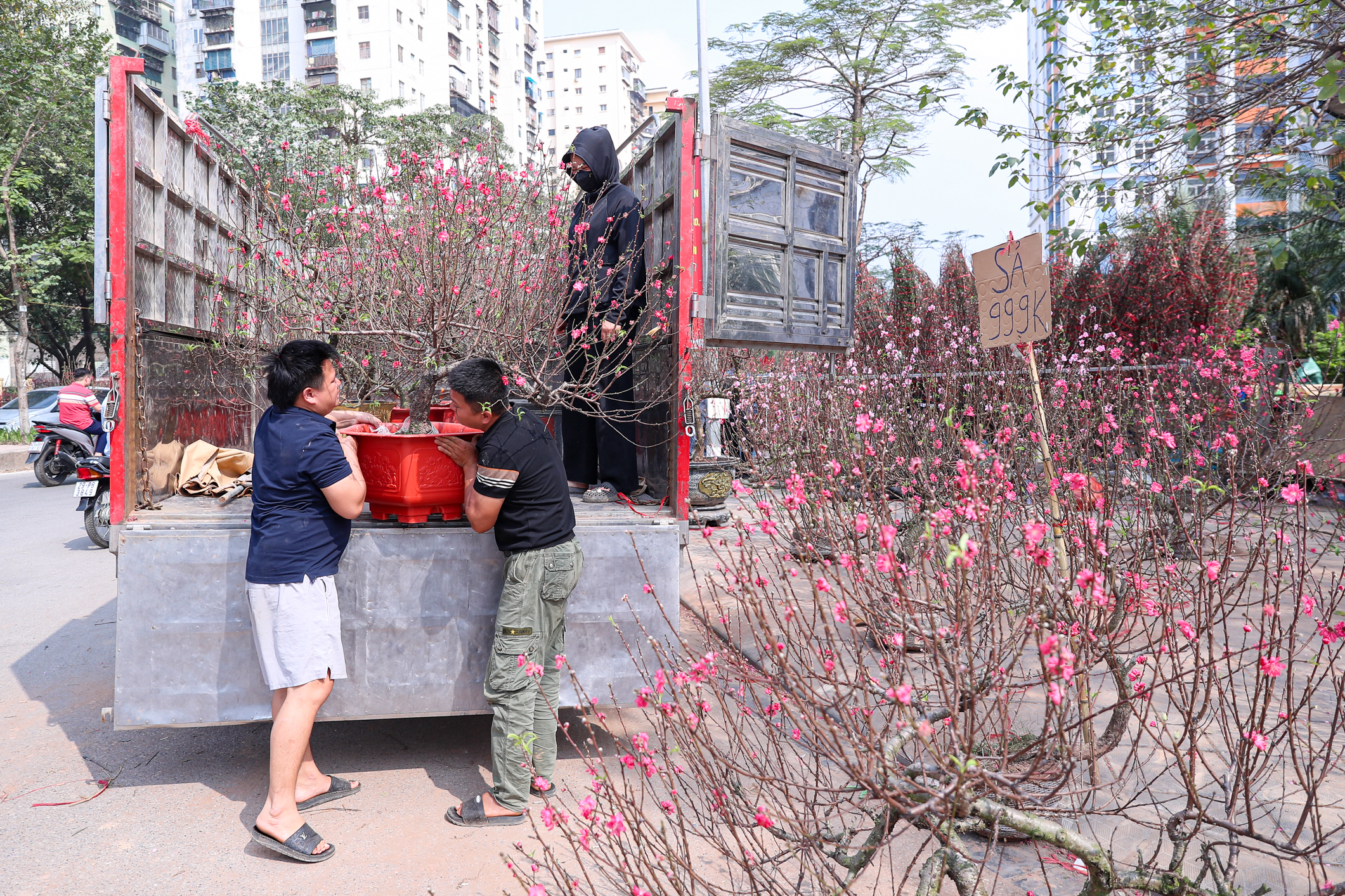 Chiều 29 tết, cành đào tiền triệu thành củi khô, chất đống trên vỉa hè Hà Nội- Ảnh 16. Chiều 29 tết, cành đào tiền triệu thành củi khô, chất đống trên vỉa hè Hà Nội- Ảnh 16.