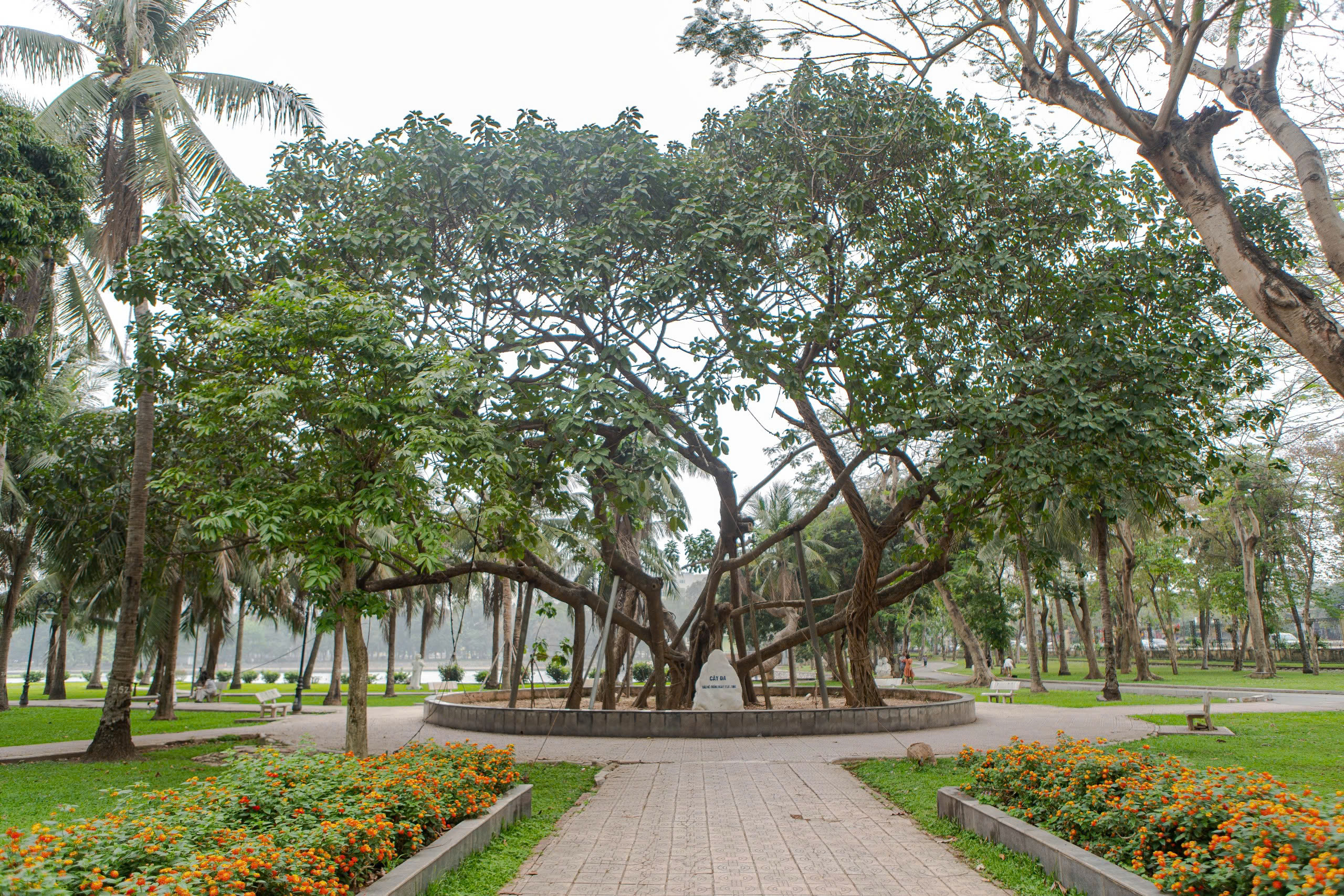 Đề xuất di dời và chặt hạ cây xanh tại Hà Nội giai đoạn 2026 - 2030 - Ảnh 1.