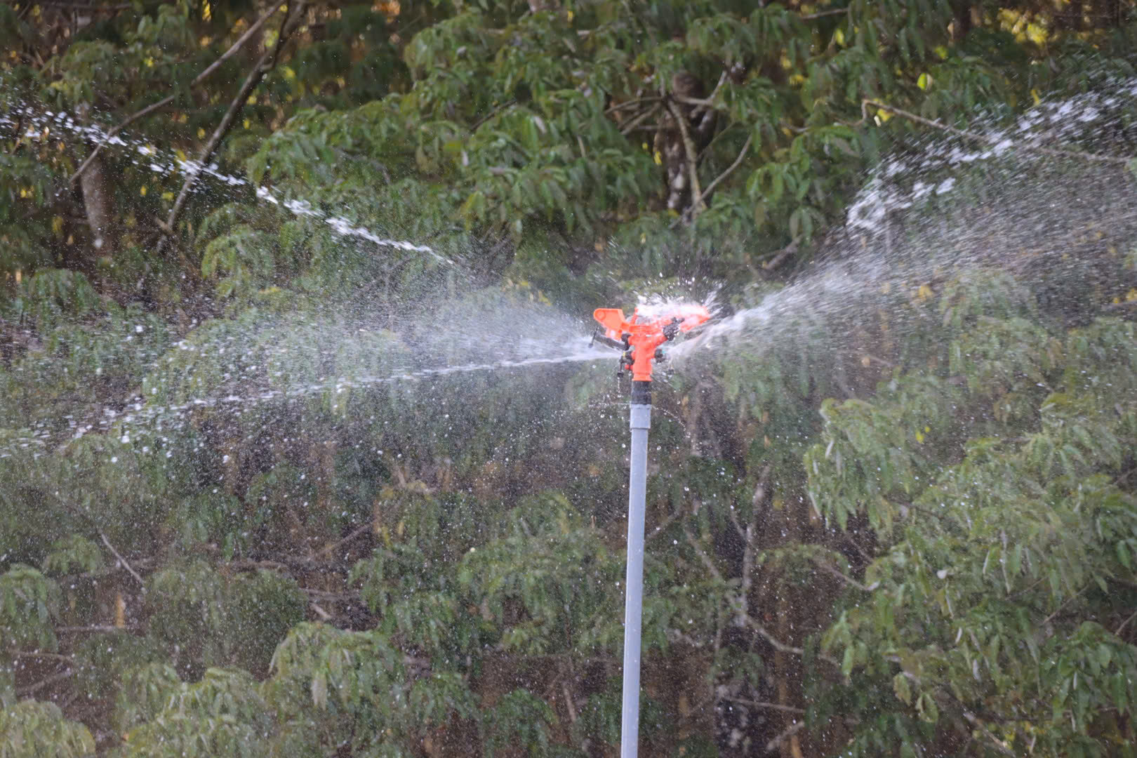 Nông dân Gia Lai hối hả tưới cà phê chạy tết trước mùa khô khắc nghiệt- Ảnh 2. Nông dân Gia Lai hối hả tưới cà phê chạy tết trước mùa khô khắc nghiệt- Ảnh 2.