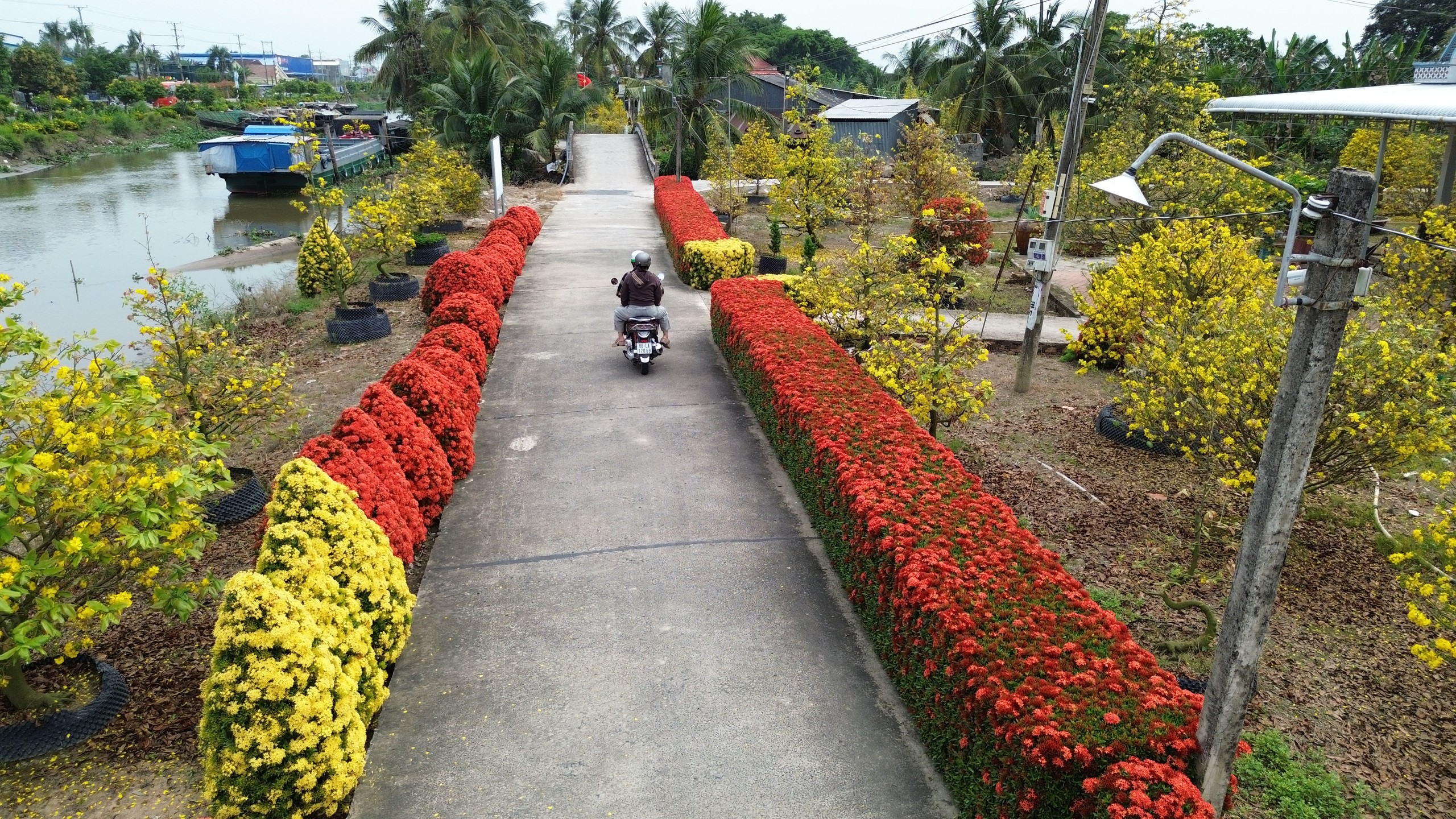 Xóm nhỏ miền Tây bừng sắc xuân với hàng rào hoa, hút khách check-in- Ảnh 3. Xóm nhỏ miền Tây bừng sắc xuân với hàng rào hoa, hút khách check-in- Ảnh 3.