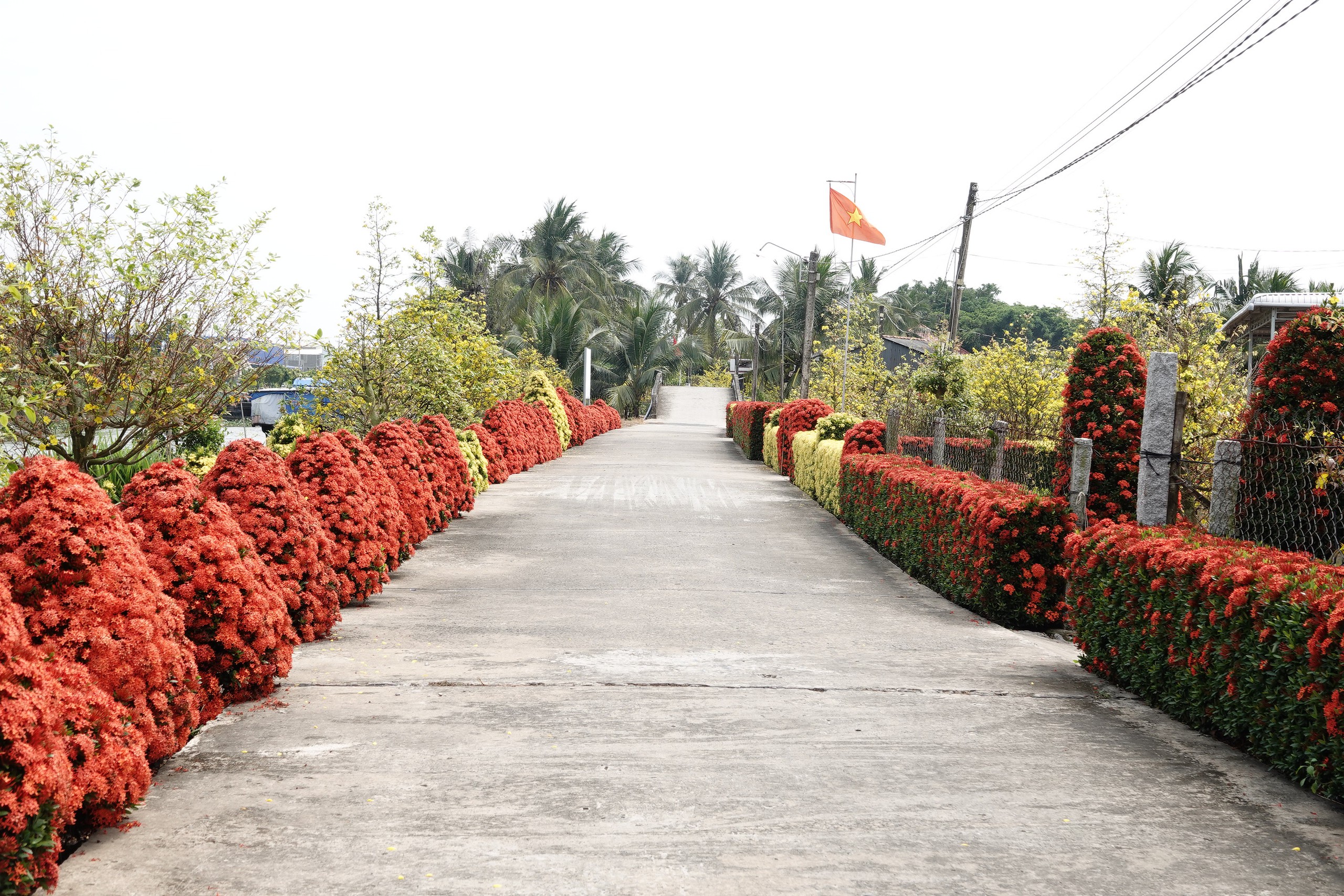 Xóm nhỏ miền Tây bừng sắc xuân với hàng rào hoa, hút khách check-in- Ảnh 1. Xóm nhỏ miền Tây bừng sắc xuân với hàng rào hoa, hút khách check-in- Ảnh 1.