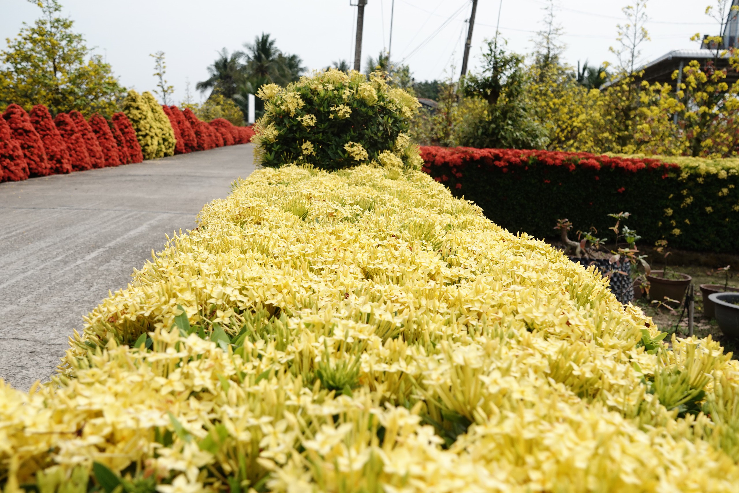 Xóm nhỏ miền Tây bừng sắc xuân với hàng rào hoa, hút khách check-in- Ảnh 6. Xóm nhỏ miền Tây bừng sắc xuân với hàng rào hoa, hút khách check-in- Ảnh 6.