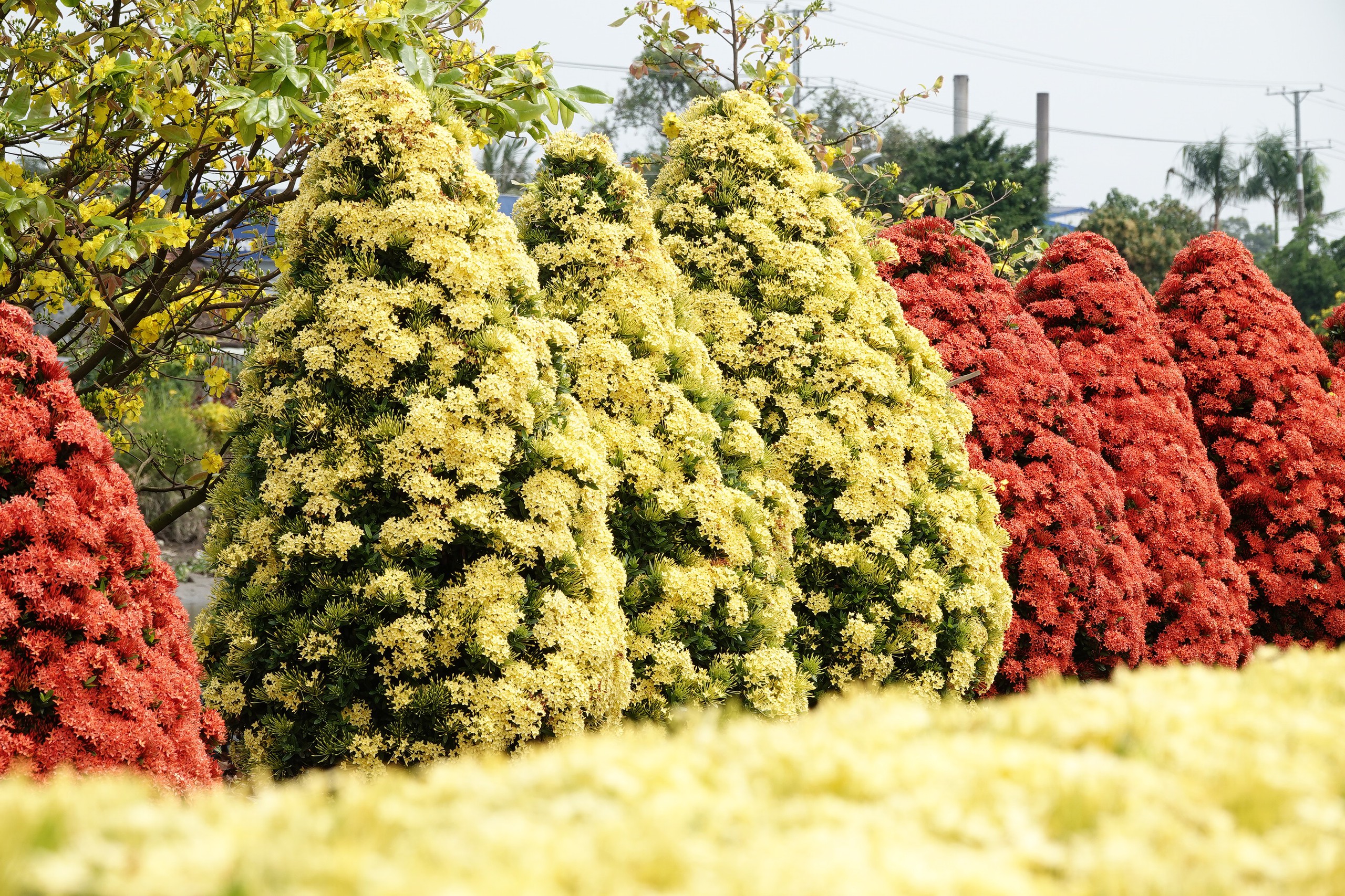 Xóm nhỏ miền Tây bừng sắc xuân với hàng rào hoa, hút khách check-in- Ảnh 7. Xóm nhỏ miền Tây bừng sắc xuân với hàng rào hoa, hút khách check-in- Ảnh 7.