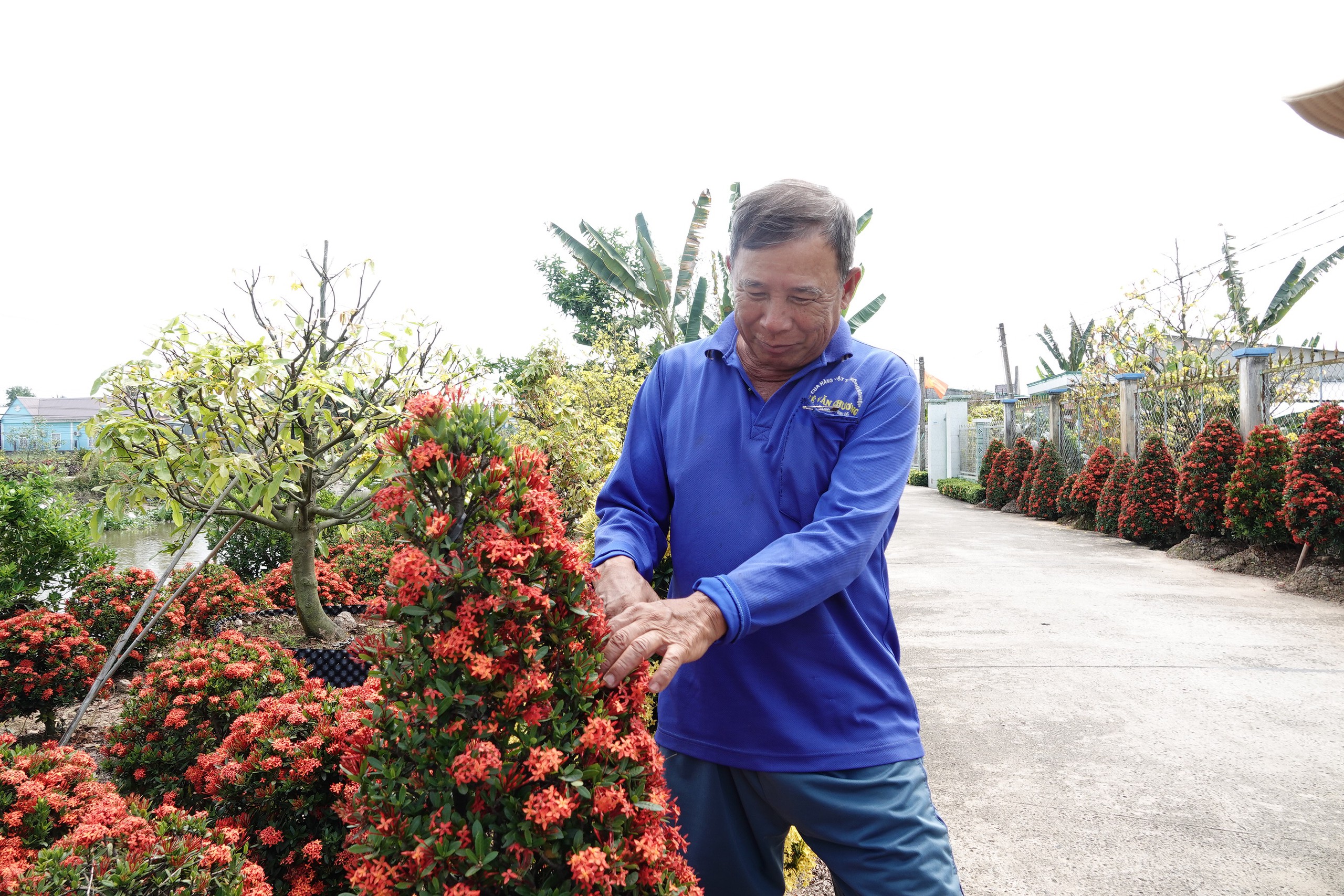 Xóm nhỏ miền Tây bừng sắc xuân với hàng rào hoa, hút khách check-in- Ảnh 8. Xóm nhỏ miền Tây bừng sắc xuân với hàng rào hoa, hút khách check-in- Ảnh 8.