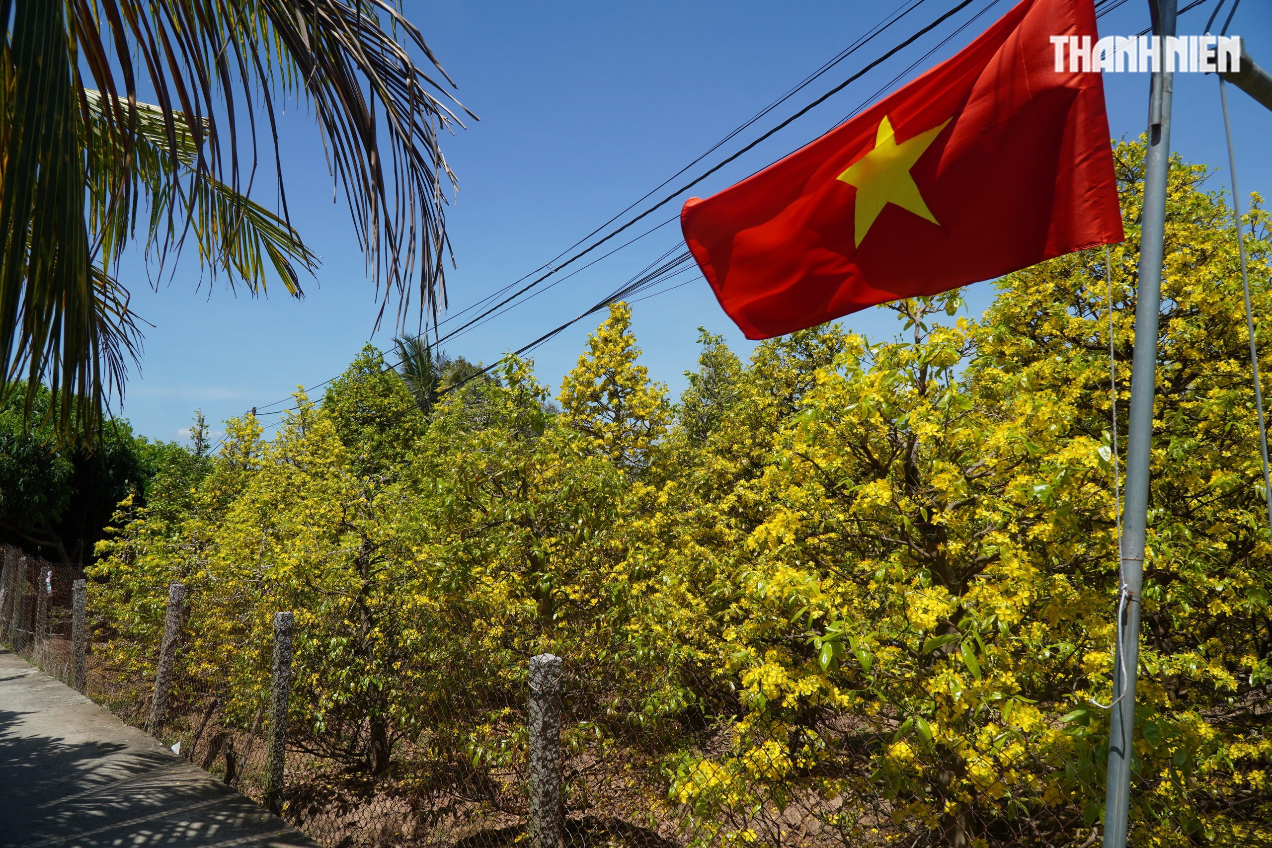 Những cây mai 'may mắn' ở Làng mai vàng Phước Định- Ảnh 12. Những cây mai 'may mắn' ở Làng mai vàng Phước Định- Ảnh 12.