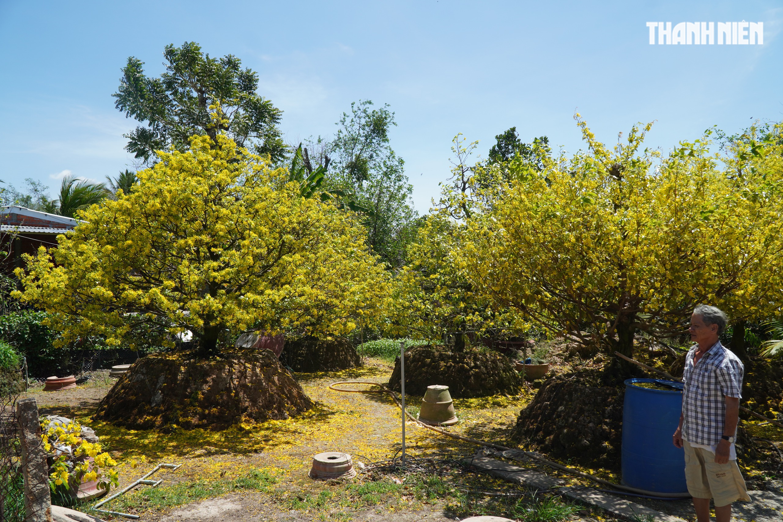 Những cây mai 'may mắn' ở Làng mai vàng Phước Định- Ảnh 2. Những cây mai 'may mắn' ở Làng mai vàng Phước Định- Ảnh 2.