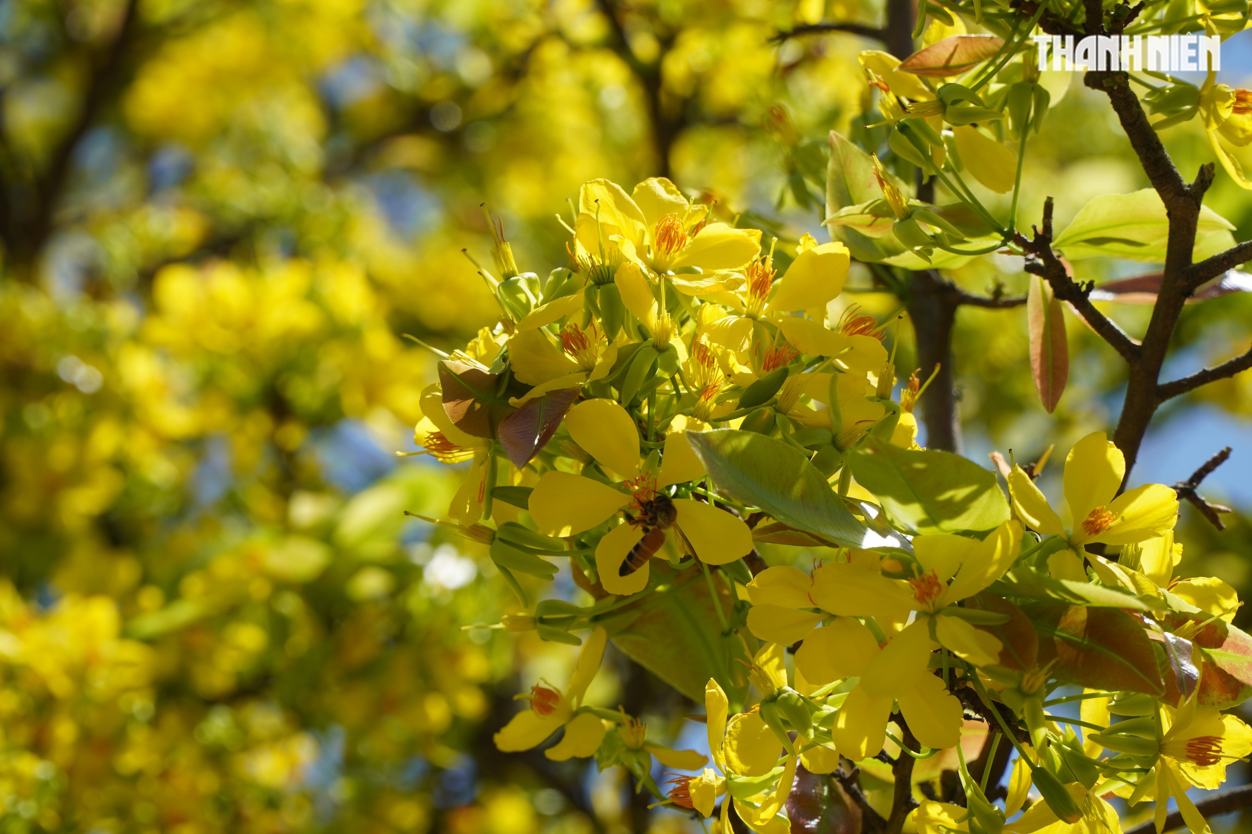 Những cây mai 'may mắn' ở Làng mai vàng Phước Định- Ảnh 4. Những cây mai 'may mắn' ở Làng mai vàng Phước Định- Ảnh 4.
