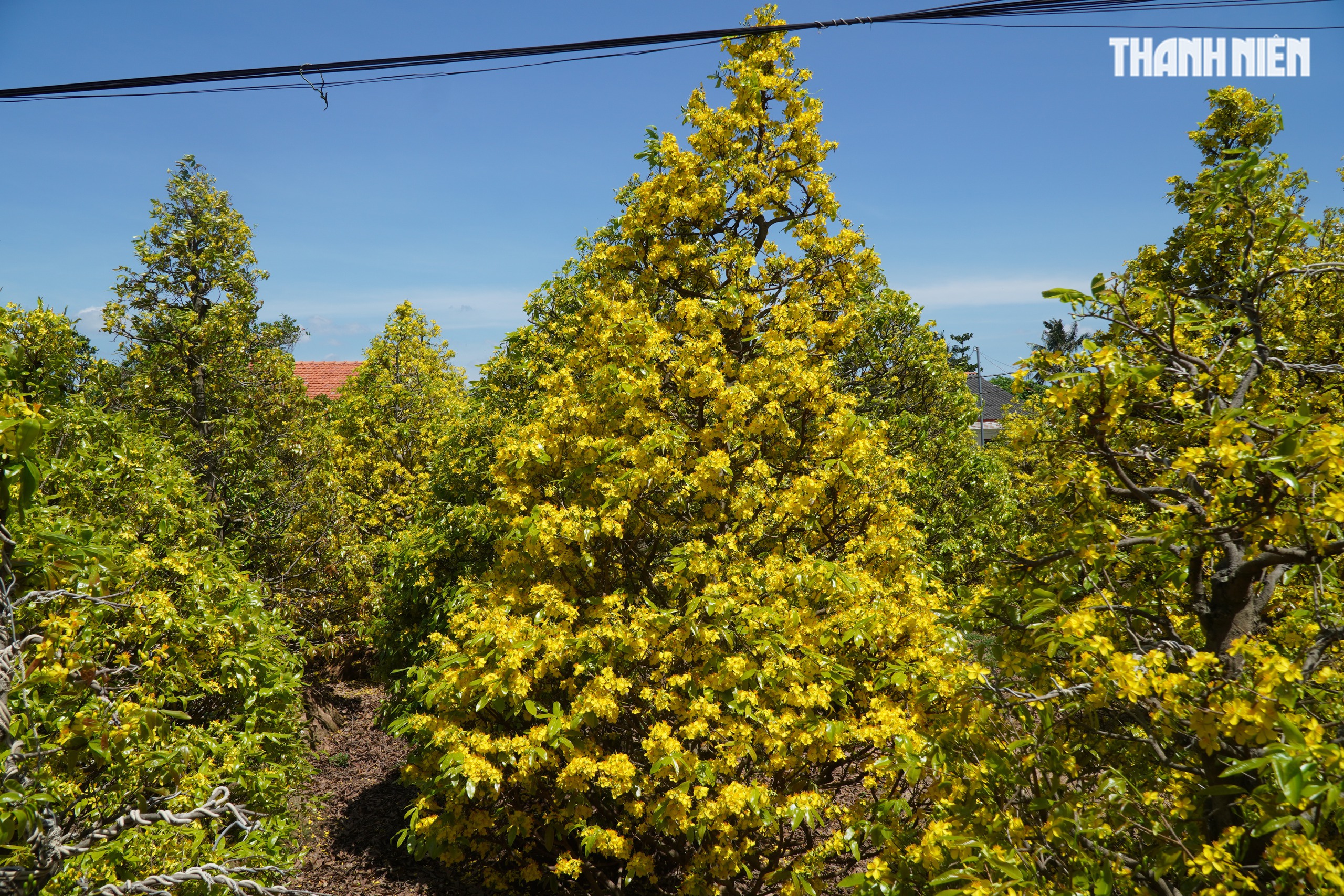 Những cây mai 'may mắn' ở Làng mai vàng Phước Định- Ảnh 15. Những cây mai 'may mắn' ở Làng mai vàng Phước Định- Ảnh 15.