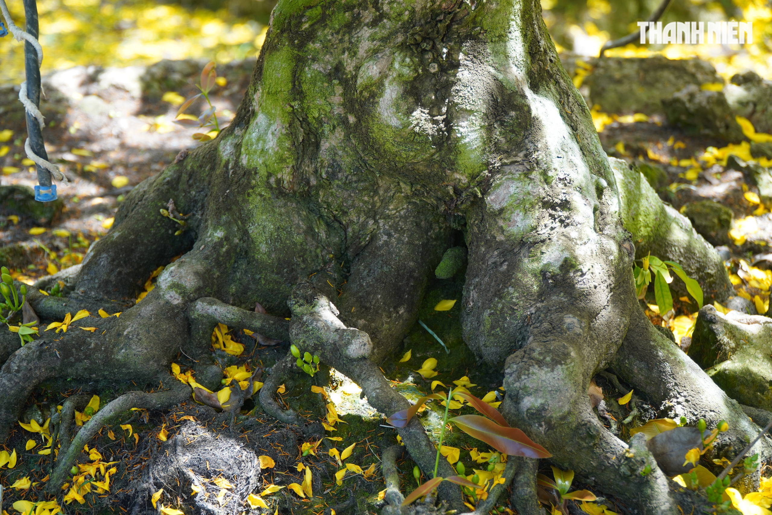 Những cây mai 'may mắn' ở Làng mai vàng Phước Định- Ảnh 6. Những cây mai 'may mắn' ở Làng mai vàng Phước Định- Ảnh 6.