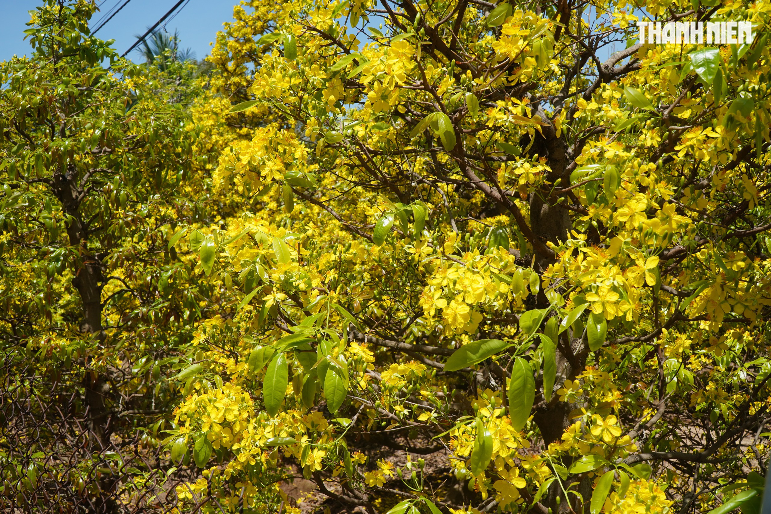 Những cây mai 'may mắn' ở Làng mai vàng Phước Định- Ảnh 13. Những cây mai 'may mắn' ở Làng mai vàng Phước Định- Ảnh 13.