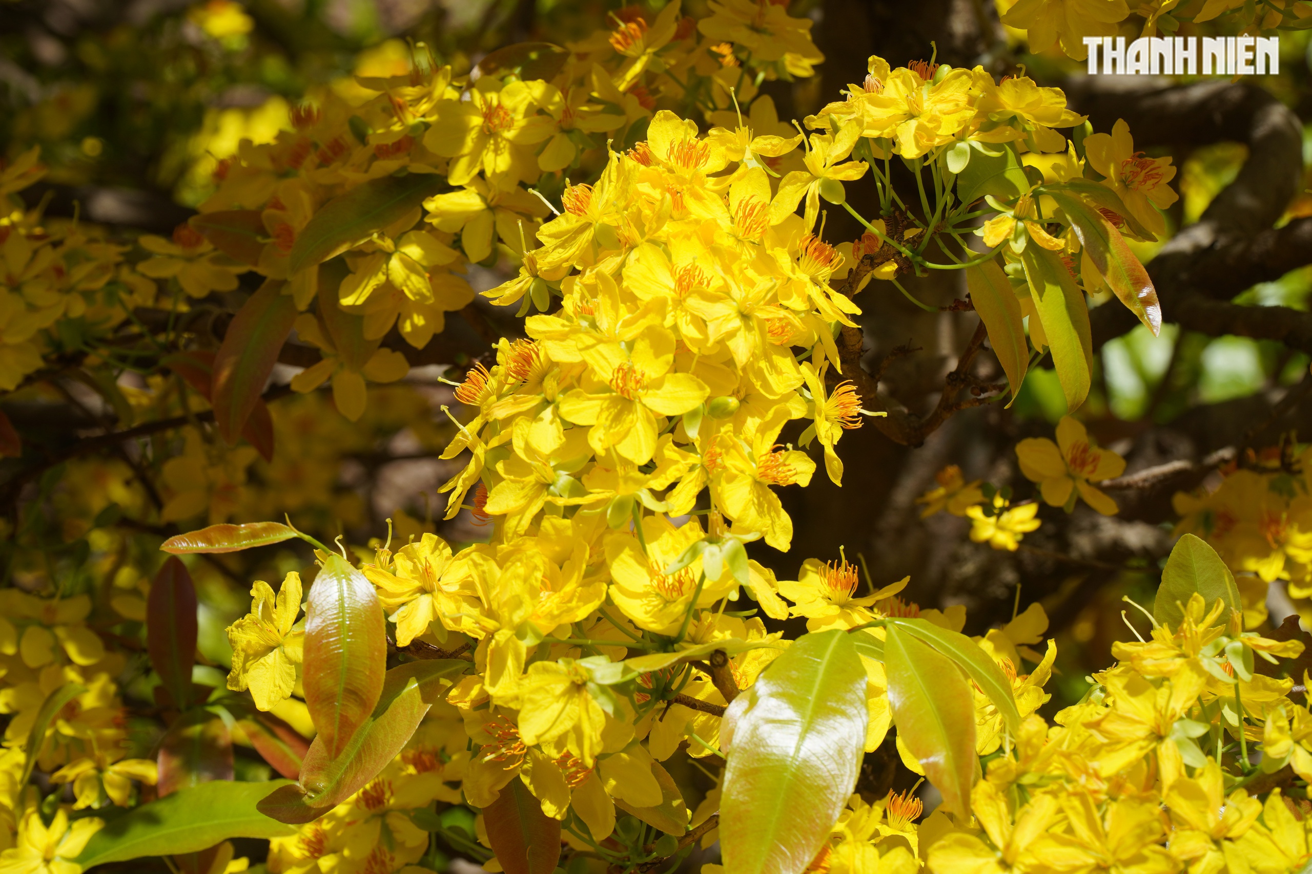 Những cây mai 'may mắn' ở Làng mai vàng Phước Định- Ảnh 14. Những cây mai 'may mắn' ở Làng mai vàng Phước Định- Ảnh 14.