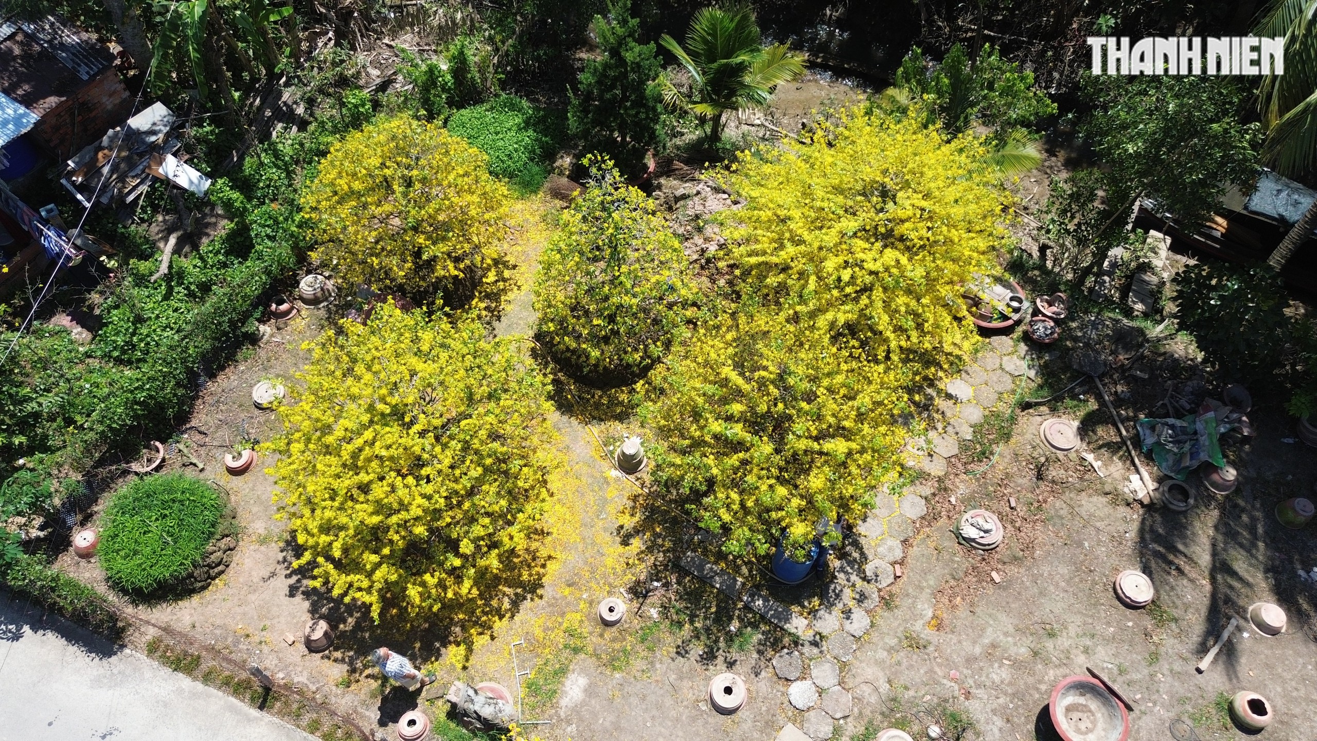 Những cây mai 'may mắn' ở Làng mai vàng Phước Định- Ảnh 1. Những cây mai 'may mắn' ở Làng mai vàng Phước Định- Ảnh 1.