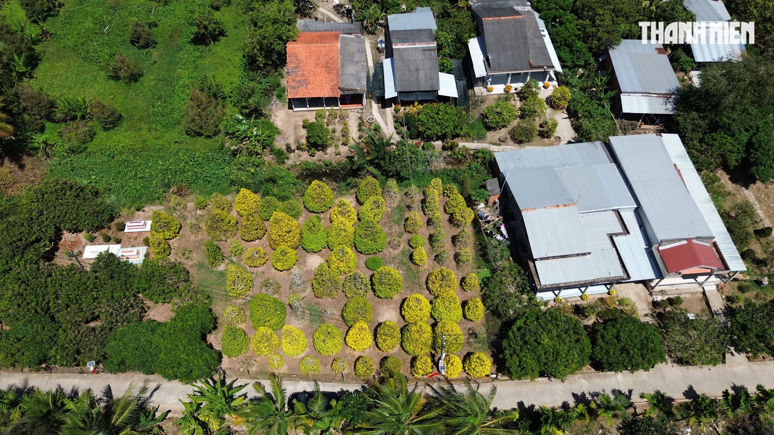 Những cây mai 'may mắn' ở Làng mai vàng Phước Định- Ảnh 10. Những cây mai 'may mắn' ở Làng mai vàng Phước Định- Ảnh 10.