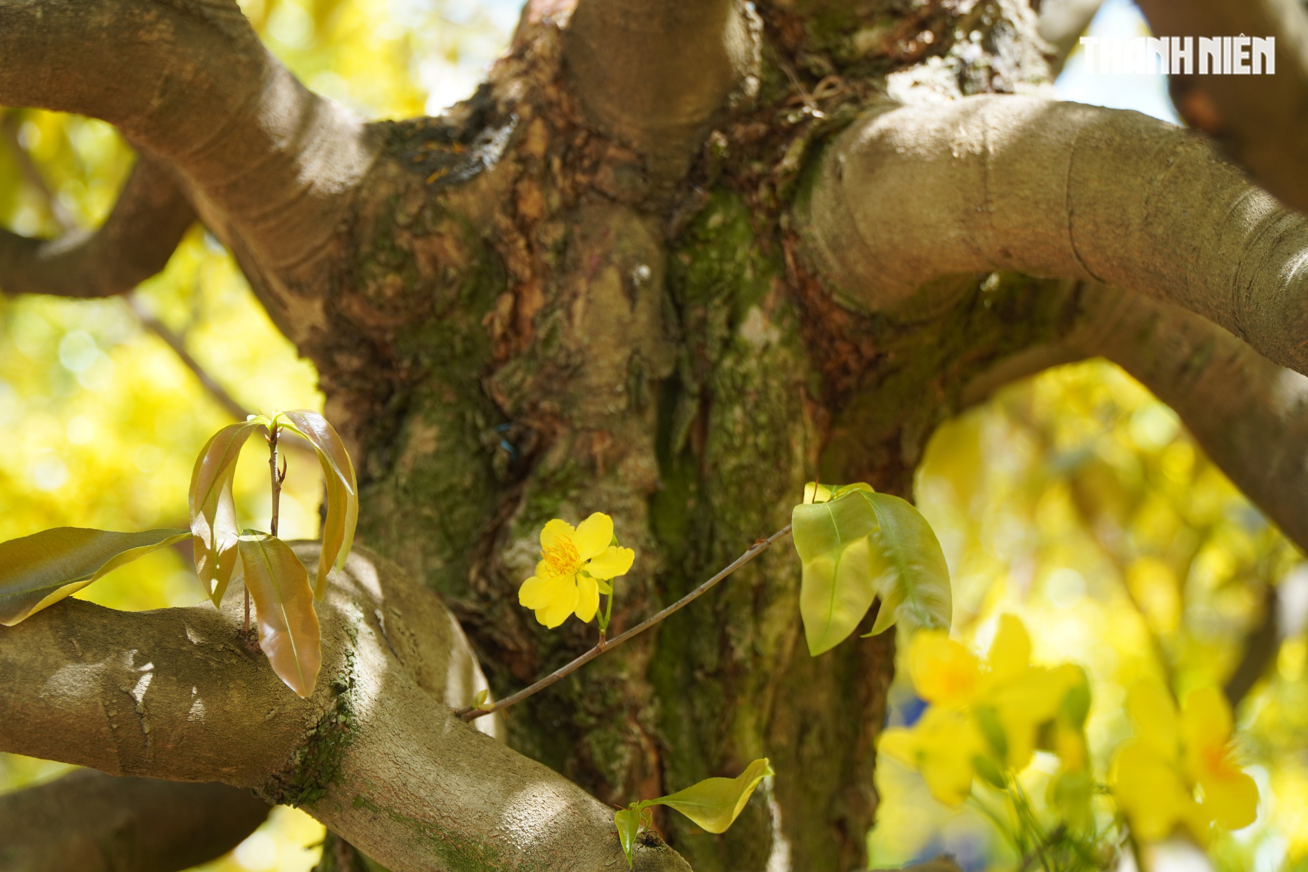 Những cây mai 'may mắn' ở Làng mai vàng Phước Định- Ảnh 5. Những cây mai 'may mắn' ở Làng mai vàng Phước Định- Ảnh 5.