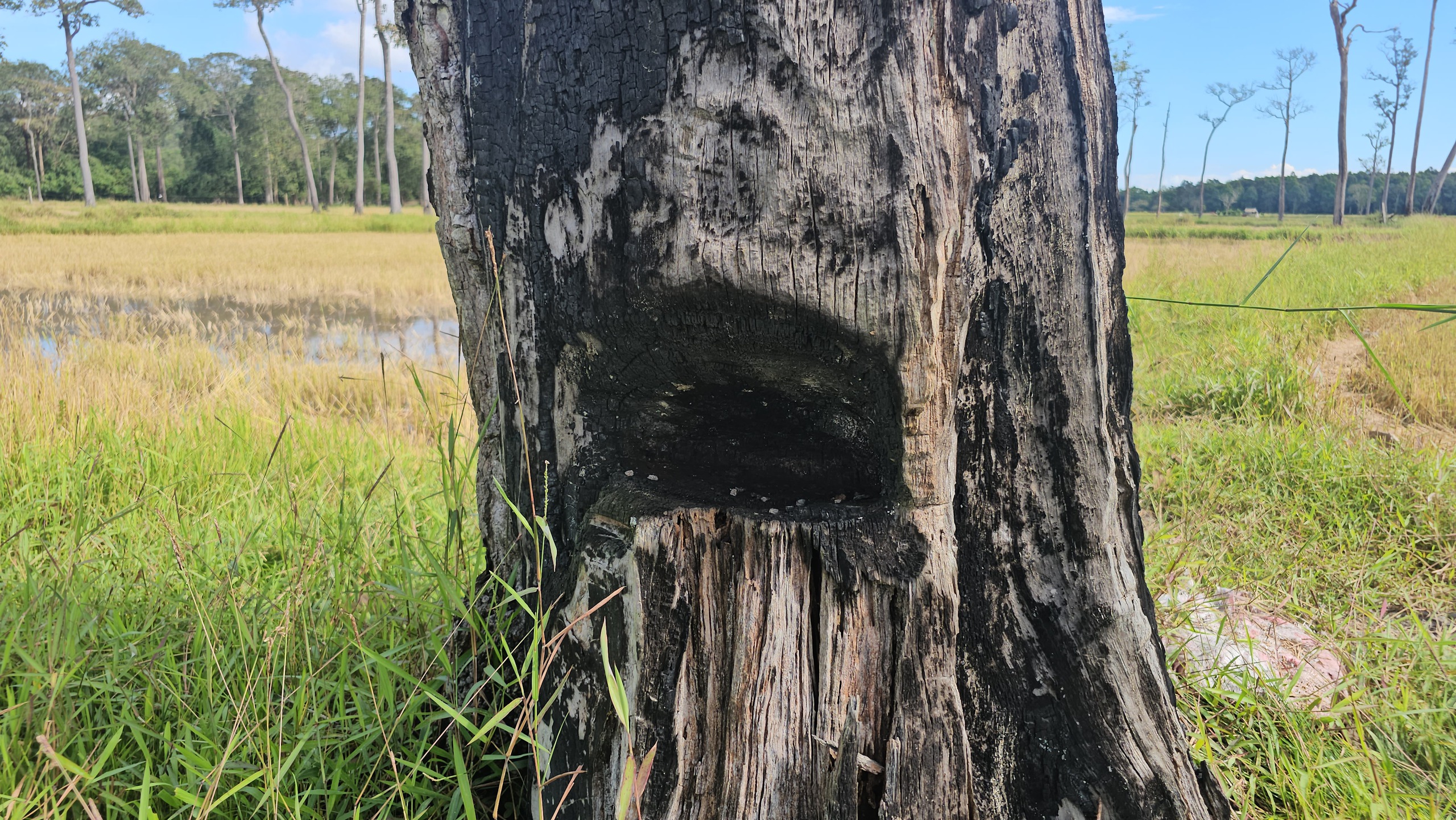 Cánh đồng châu Âu ở Tà Lài: Khám phá nguồn gốc và đời sống độc đáo - Ảnh 4. Cánh đồng châu Âu ở Tà Lài: Khám phá nguồn gốc và đời sống độc đáo - Ảnh 4.