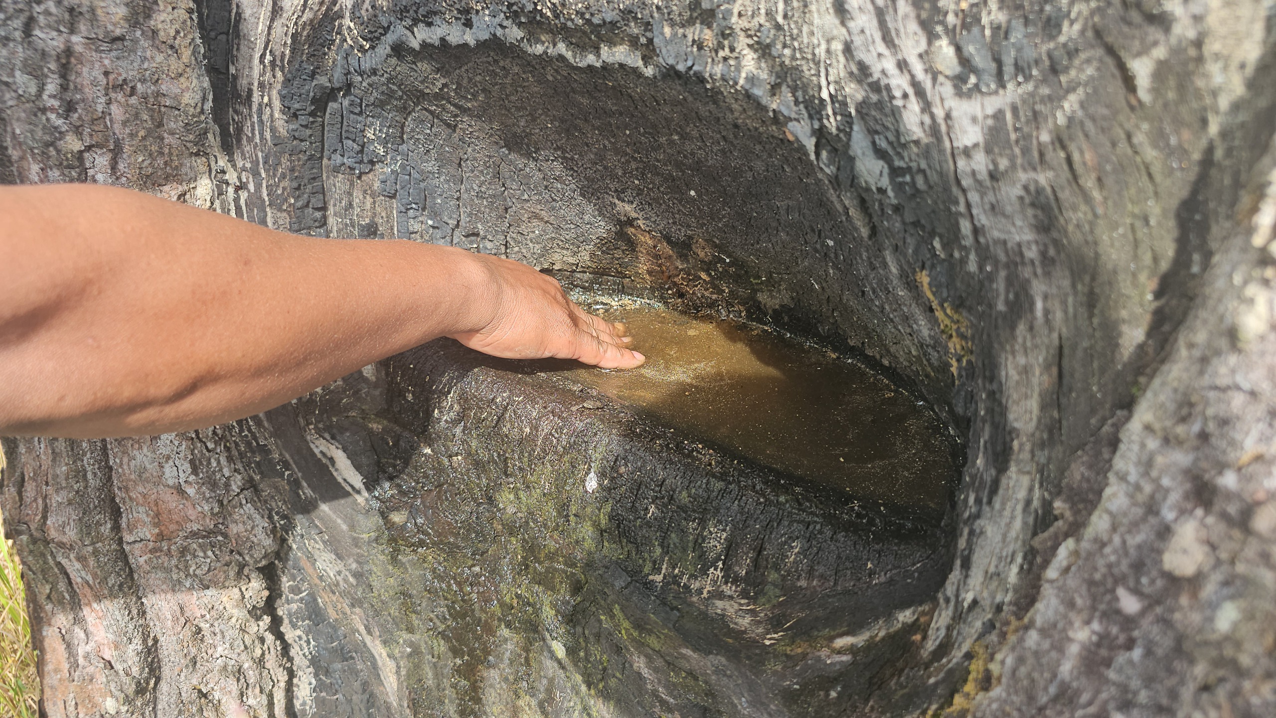 Cánh đồng châu Âu ở Tà Lài: Khám phá nguồn gốc và đời sống độc đáo - Ảnh 7. Cánh đồng châu Âu ở Tà Lài: Khám phá nguồn gốc và đời sống độc đáo - Ảnh 7.