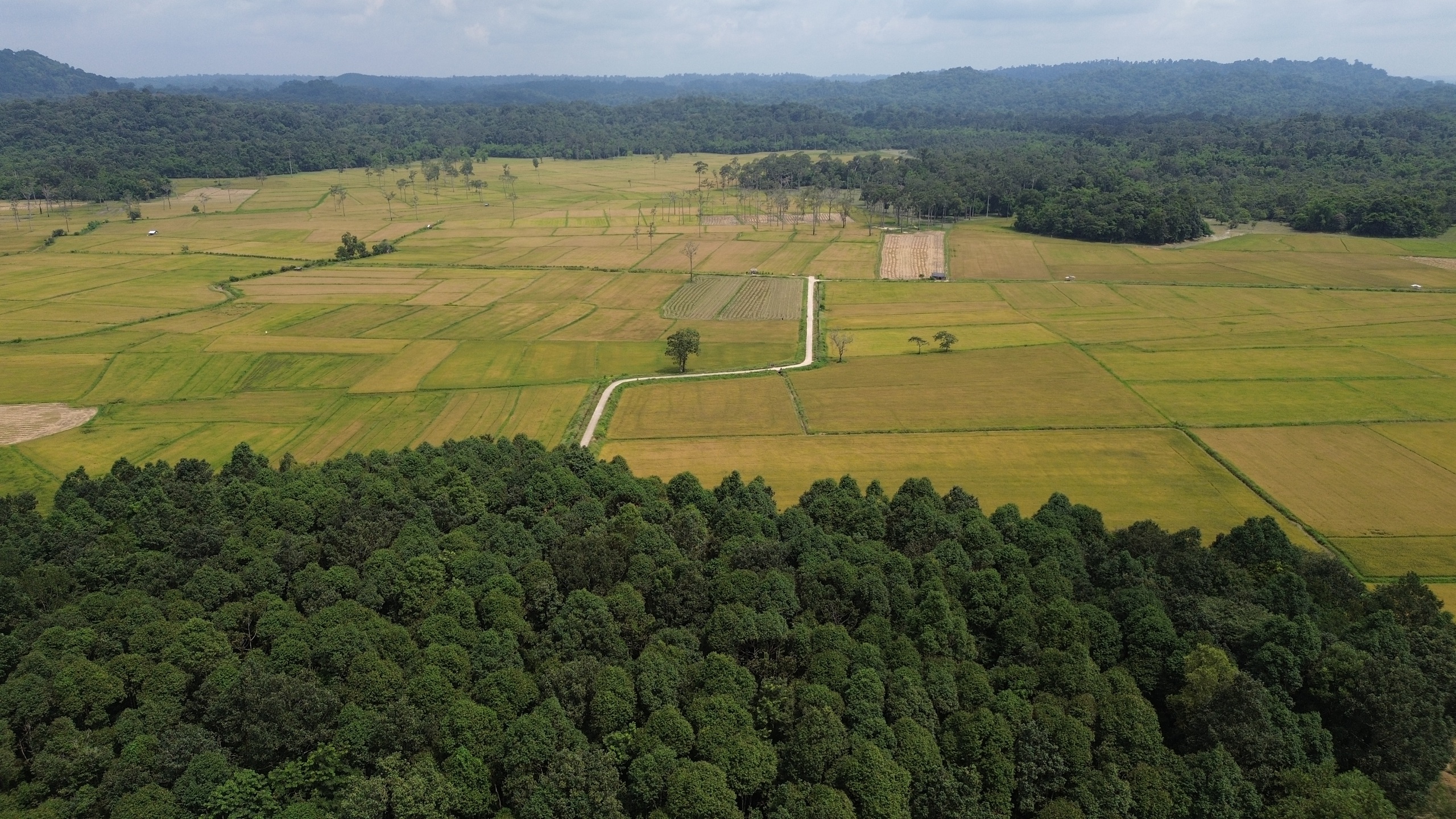 Cánh đồng châu Âu ở Tà Lài: Khám phá nguồn gốc và đời sống độc đáo - Ảnh 2. Cánh đồng châu Âu ở Tà Lài: Khám phá nguồn gốc và đời sống độc đáo - Ảnh 2.