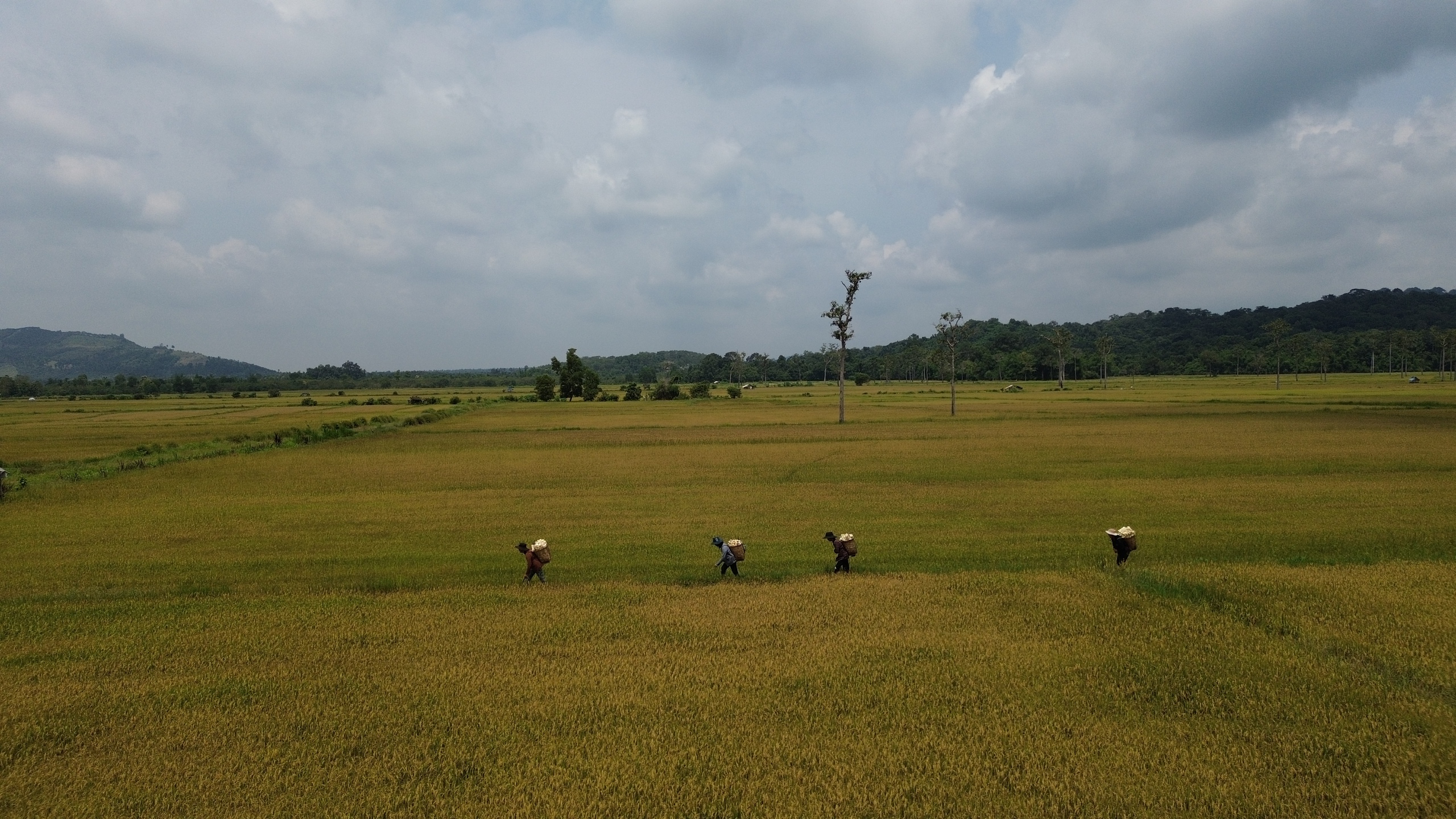 Cánh đồng châu Âu ở Tà Lài: Khám phá nguồn gốc và đời sống độc đáo - Ảnh 12. Cánh đồng châu Âu ở Tà Lài: Khám phá nguồn gốc và đời sống độc đáo - Ảnh 12.