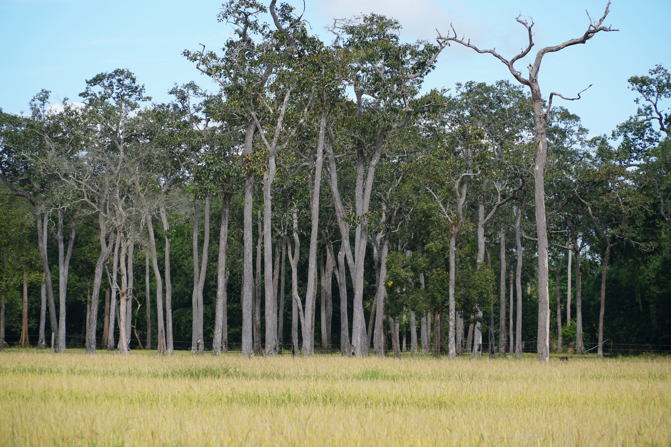 Cánh đồng châu Âu ở Tà Lài: Khám phá nguồn gốc và đời sống độc đáo - Ảnh 10. Cánh đồng châu Âu ở Tà Lài: Khám phá nguồn gốc và đời sống độc đáo - Ảnh 10.
