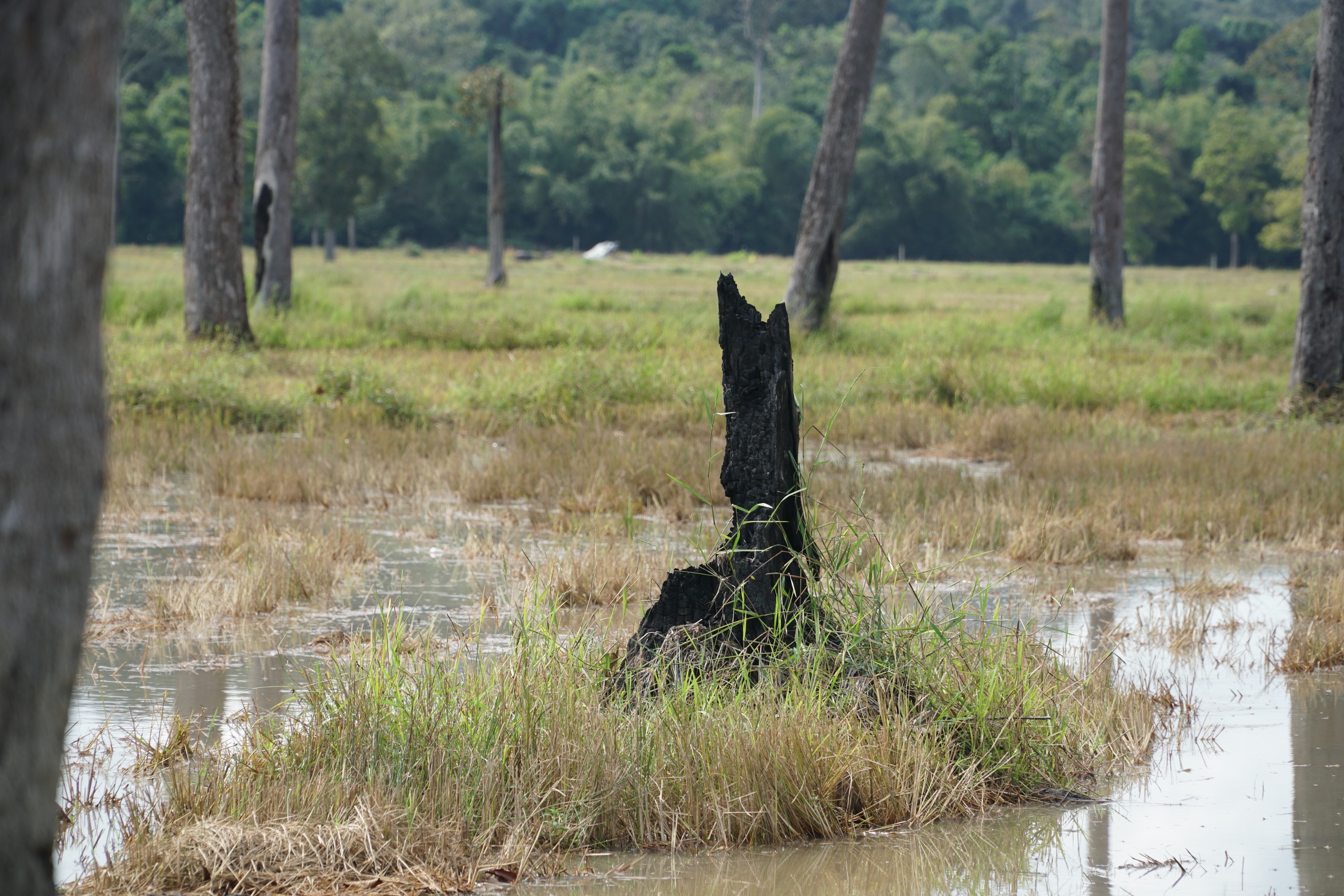 Cánh đồng châu Âu ở Tà Lài: Khám phá nguồn gốc và đời sống độc đáo - Ảnh 9. Cánh đồng châu Âu ở Tà Lài: Khám phá nguồn gốc và đời sống độc đáo - Ảnh 9.