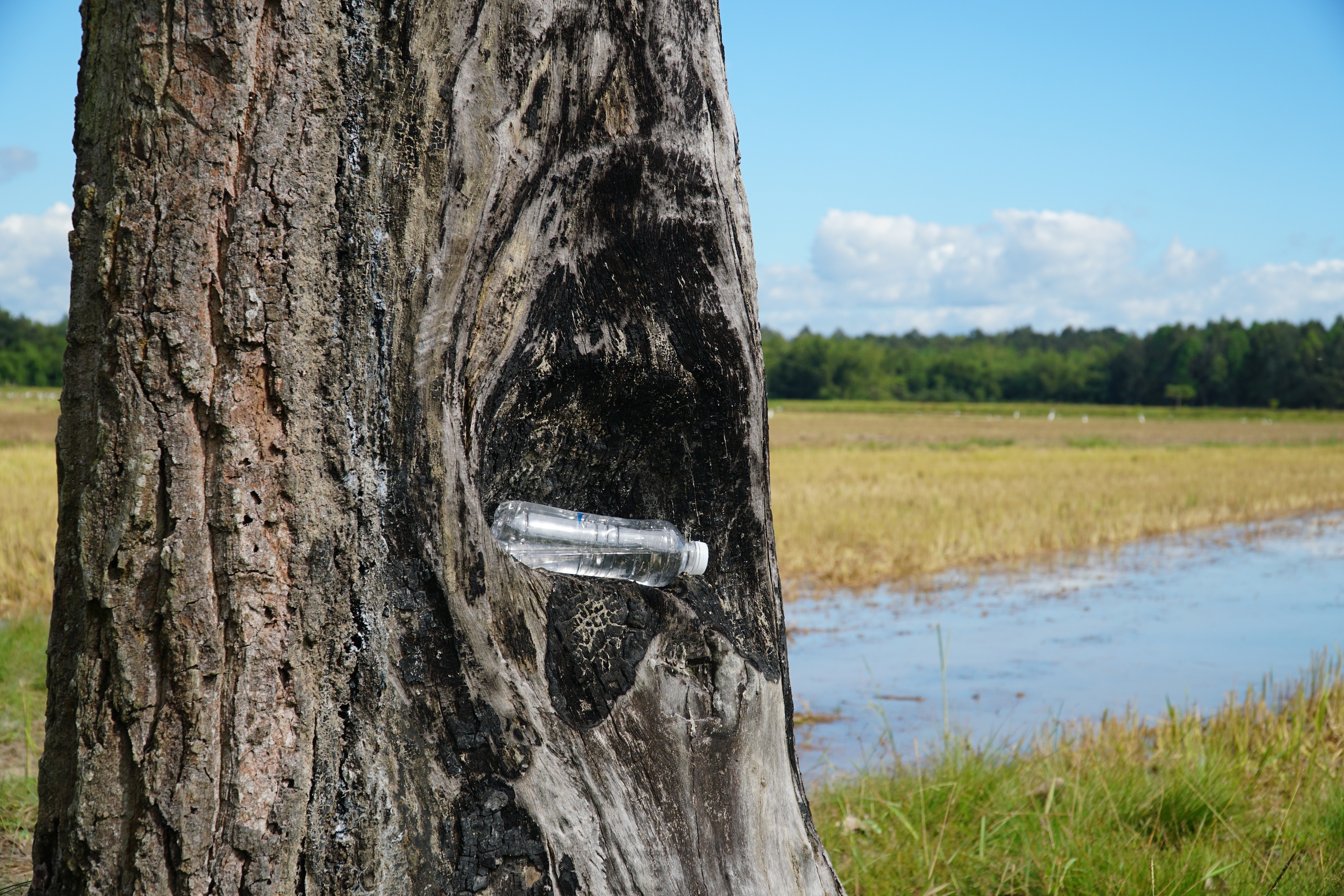 Cánh đồng châu Âu ở Tà Lài: Khám phá nguồn gốc và đời sống độc đáo - Ảnh 5. Cánh đồng châu Âu ở Tà Lài: Khám phá nguồn gốc và đời sống độc đáo - Ảnh 5.