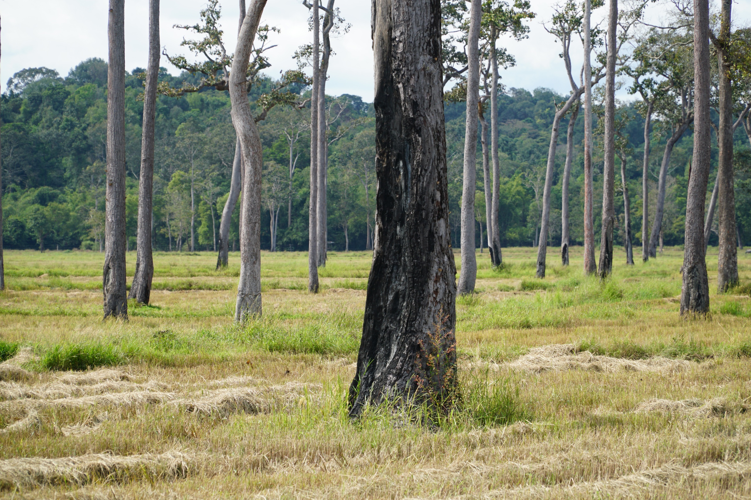 Cánh đồng châu Âu ở Tà Lài: Khám phá nguồn gốc và đời sống độc đáo - Ảnh 8. Cánh đồng châu Âu ở Tà Lài: Khám phá nguồn gốc và đời sống độc đáo - Ảnh 8.
