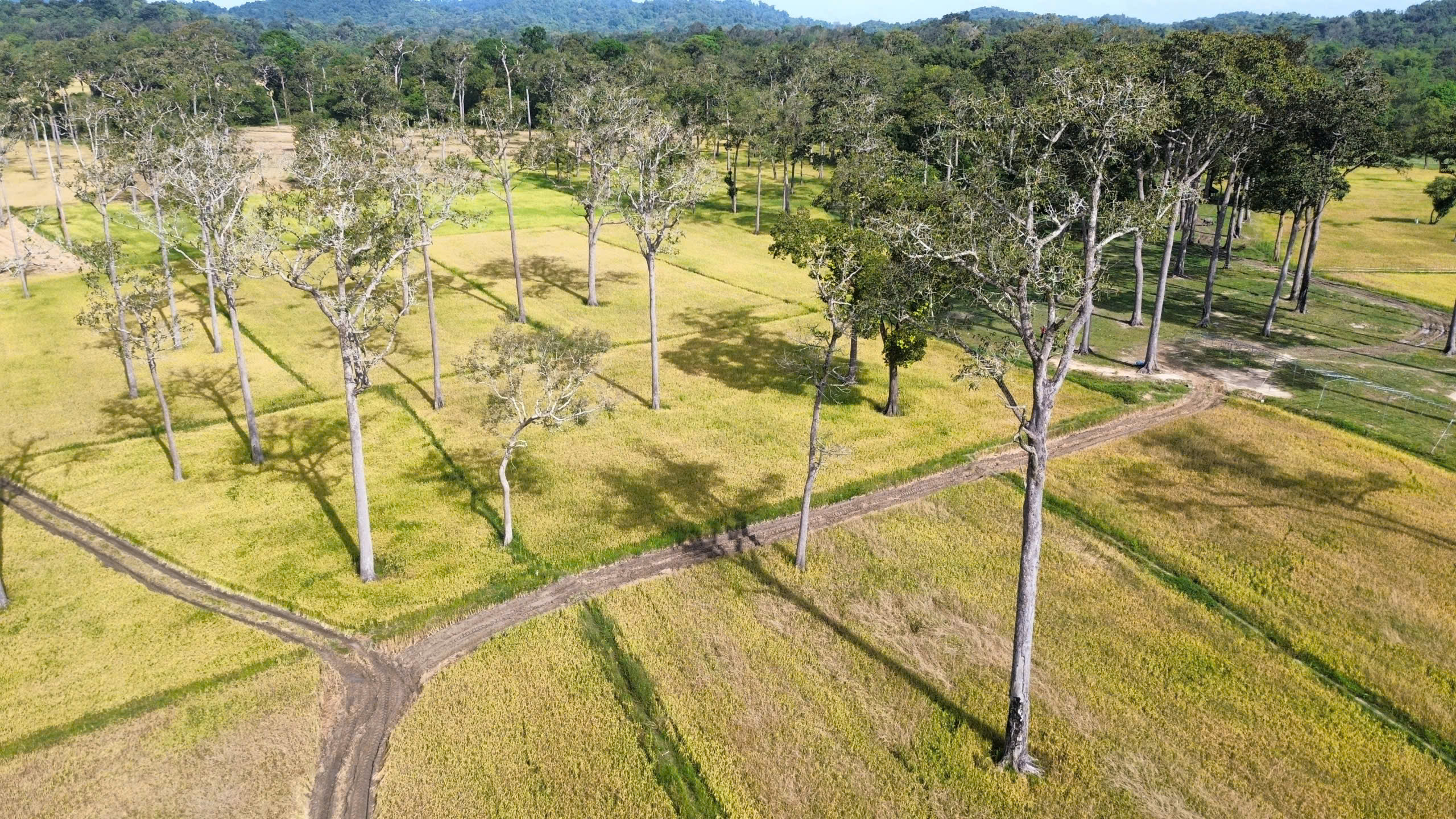 Cánh đồng châu Âu ở Tà Lài: Khám phá nguồn gốc và đời sống độc đáo - Ảnh 3. Cánh đồng châu Âu ở Tà Lài: Khám phá nguồn gốc và đời sống độc đáo - Ảnh 3.