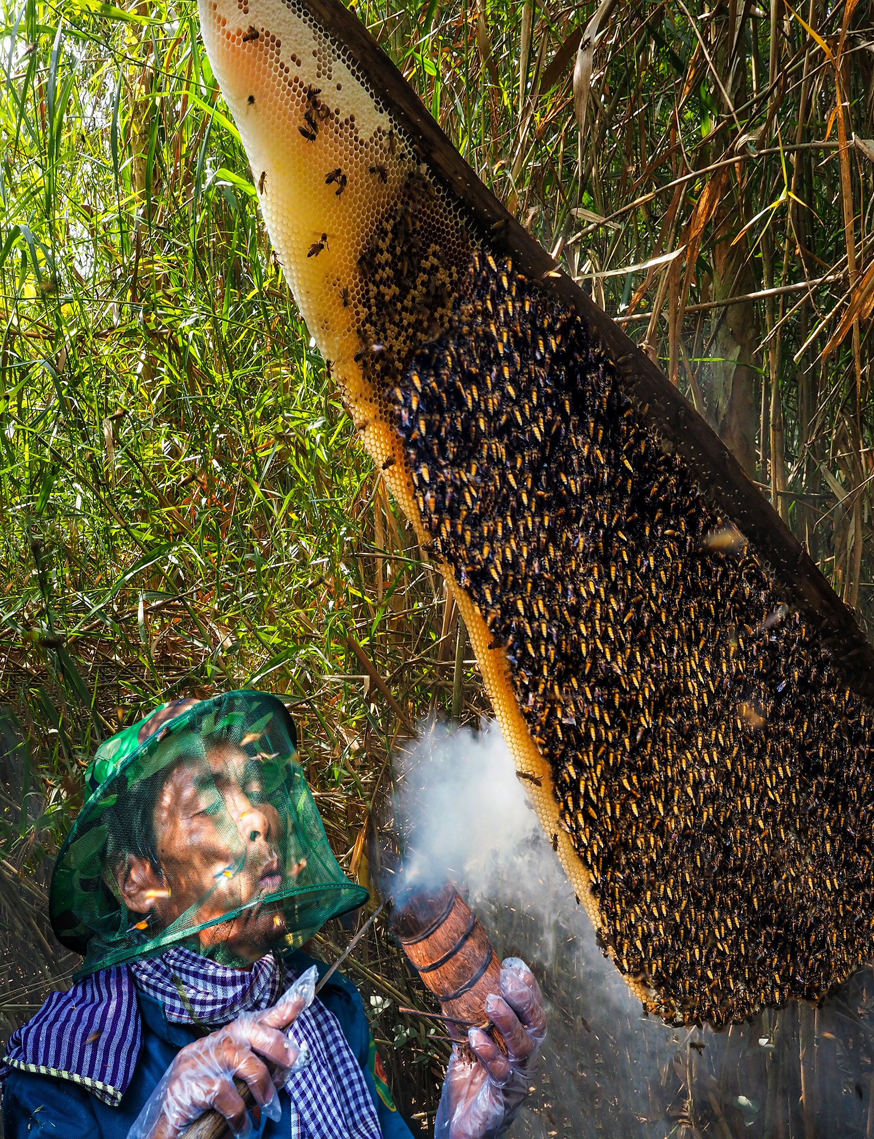 G&aacute;c k&egrave;o ong U Minh Hạ: Nghề 'mời ong về ở' giữ hồn rừng tr&agrave;m   - Ảnh 8.