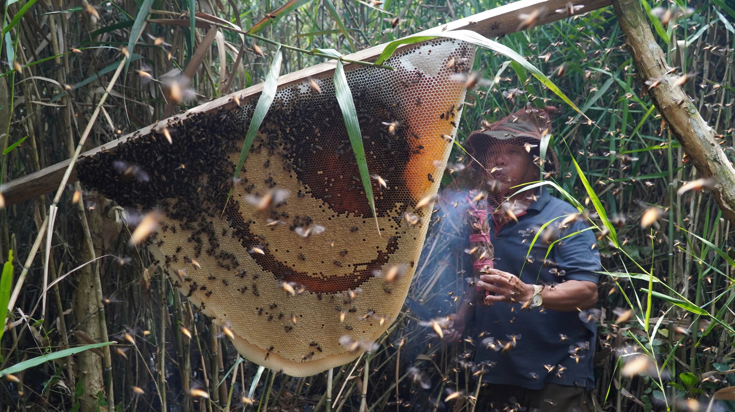 G&aacute;c k&egrave;o ong U Minh Hạ: Nghề 'mời ong về ở' giữ hồn rừng tr&agrave;m   - Ảnh 7.