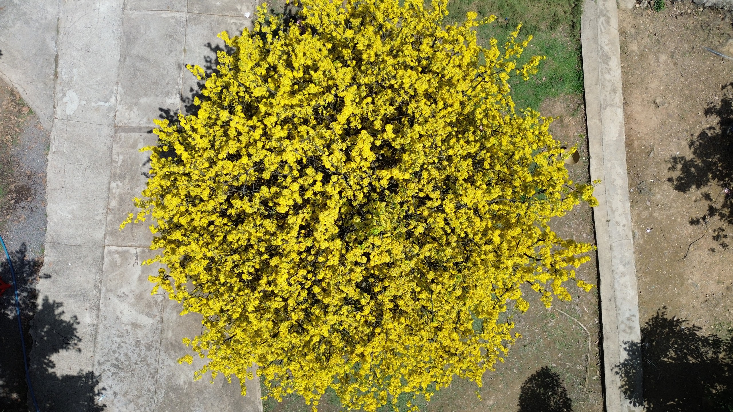 C&acirc;y mai đẹp nhất Đồng Nai bung nở rực rỡ, du kh&aacute;ch l&aacute;i xe gần 100 km đến chụp h&igrave;nh- Ảnh 1.