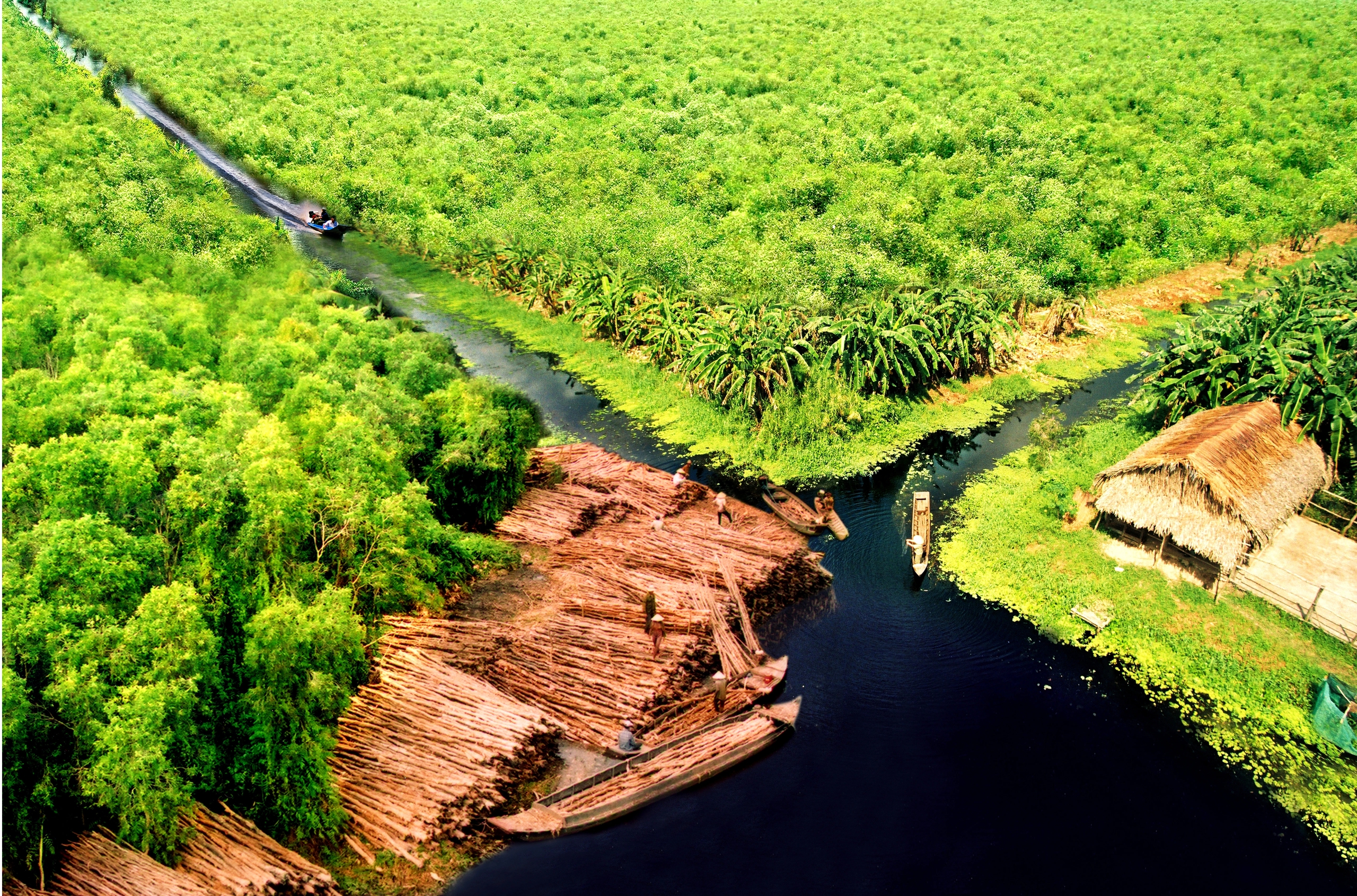 G&aacute;c k&egrave;o ong U Minh Hạ: Nghề 'mời ong về ở' giữ hồn rừng tr&agrave;m   - Ảnh 1.