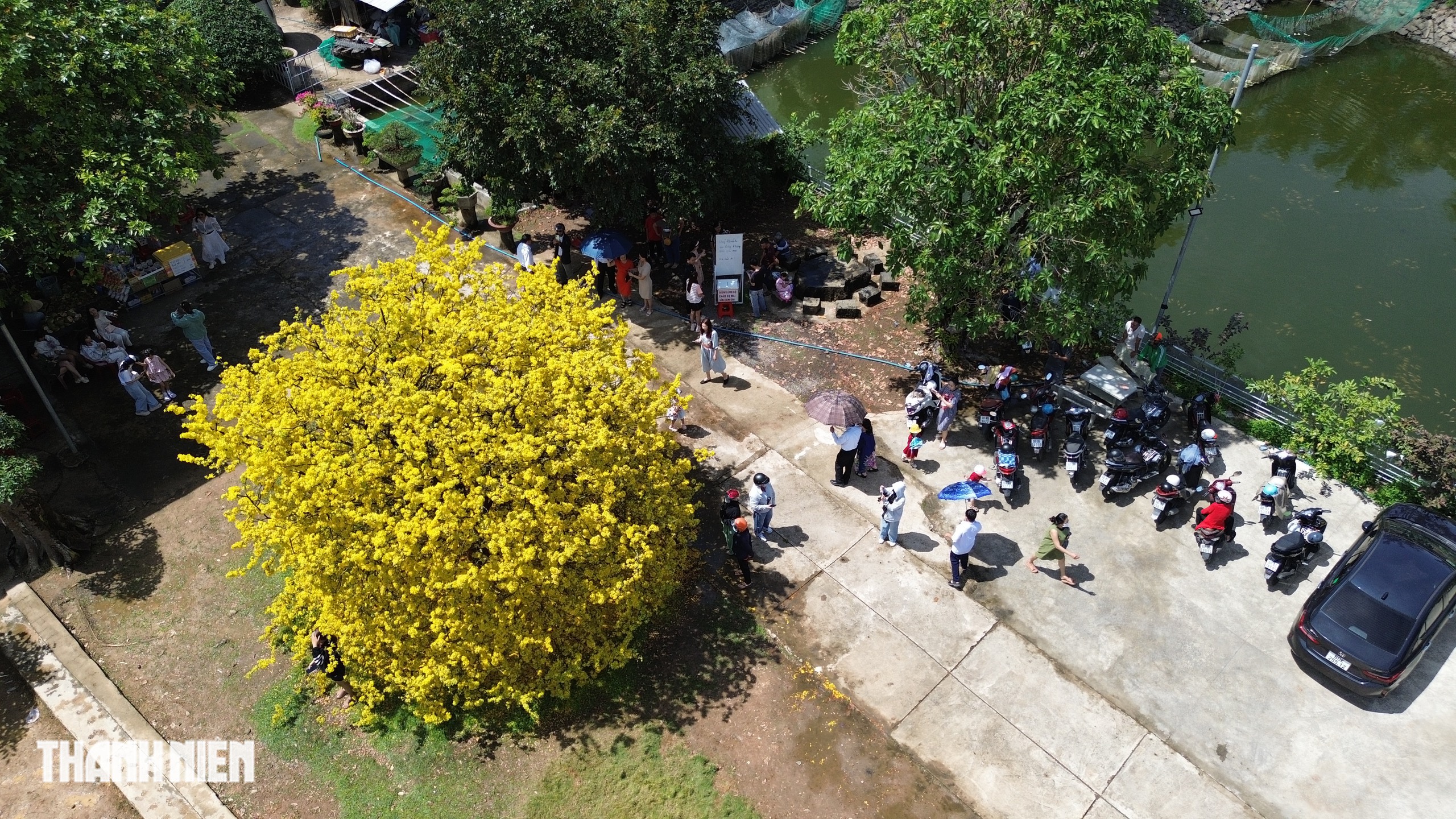 C&acirc;y mai c&oacute; 1 kh&ocirc;ng 2 ở Đồng Nai nở rực m&ugrave;ng 3 tết, như quả cầu v&agrave;ng - Ảnh 1.