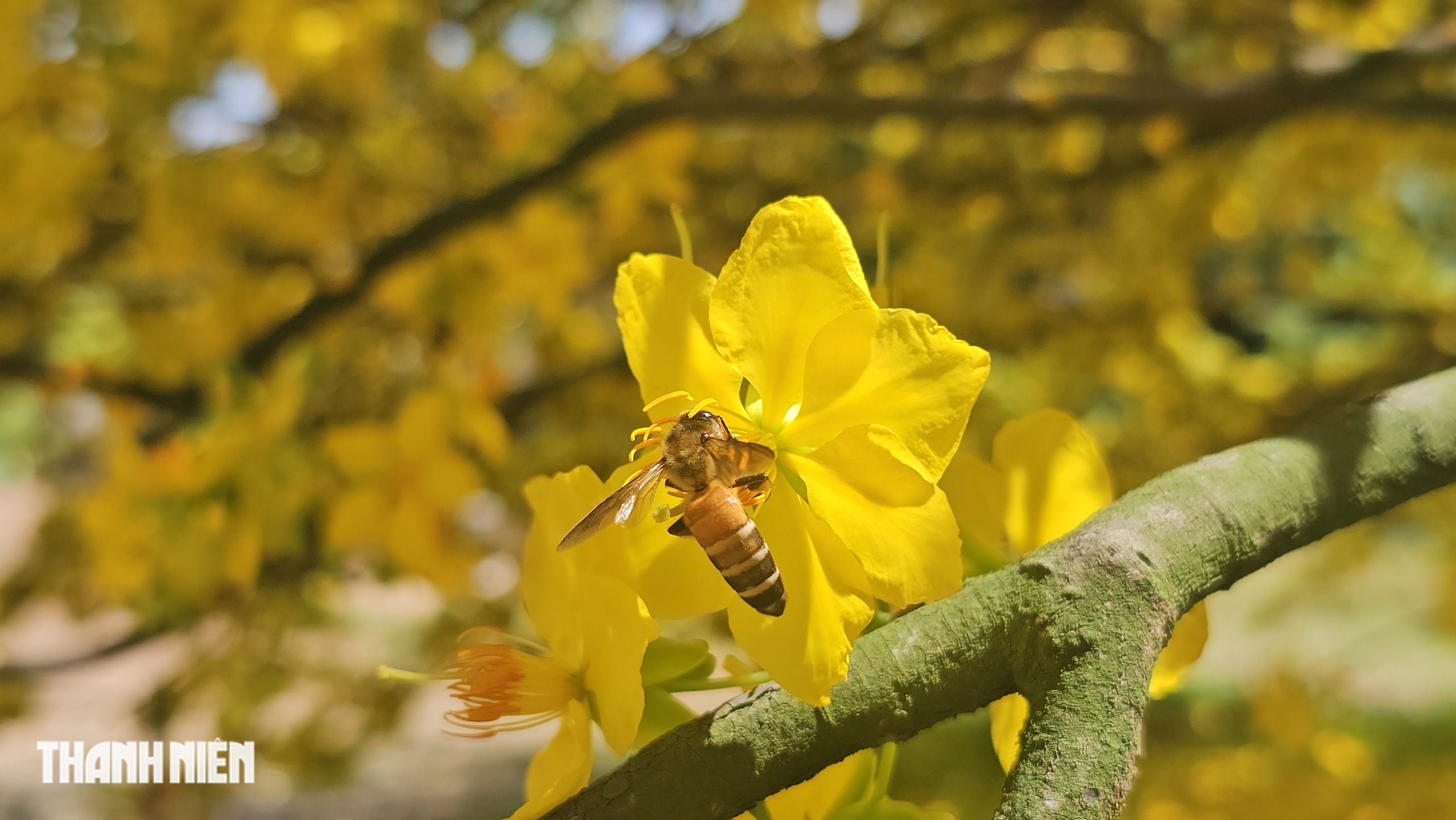 C&acirc;y mai c&oacute; 1 kh&ocirc;ng 2 ở Đồng Nai nở rực m&ugrave;ng 3 tết, như quả cầu v&agrave;ng - Ảnh 5.