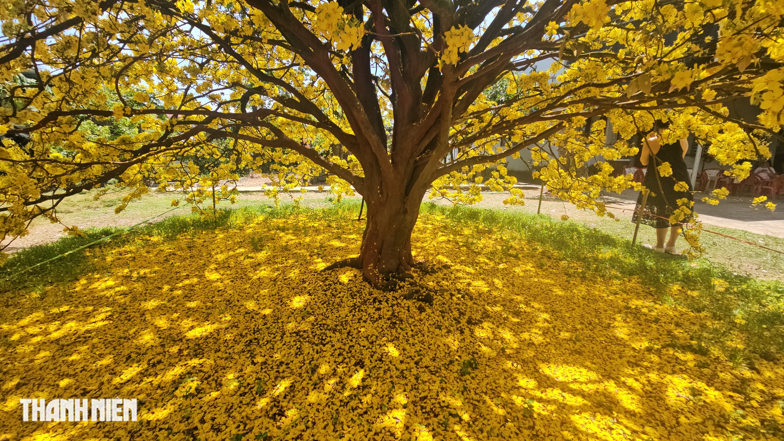 C&acirc;y mai c&oacute; 1 kh&ocirc;ng 2 ở Đồng Nai nở rực m&ugrave;ng 3 tết, như quả cầu v&agrave;ng - Ảnh 6.