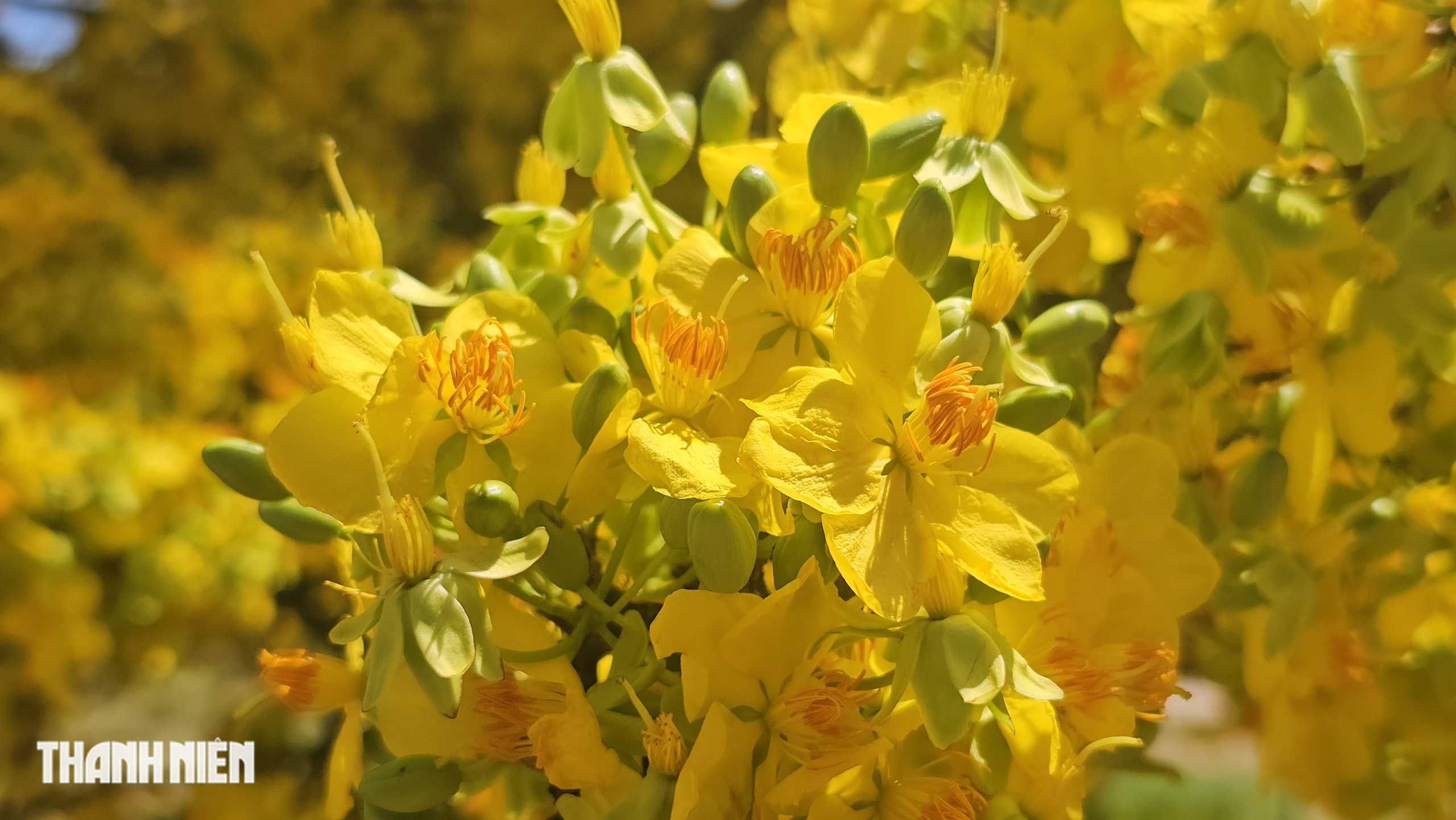 C&acirc;y mai c&oacute; 1 kh&ocirc;ng 2 ở Đồng Nai nở rực m&ugrave;ng 3 tết, như quả cầu v&agrave;ng - Ảnh 4.