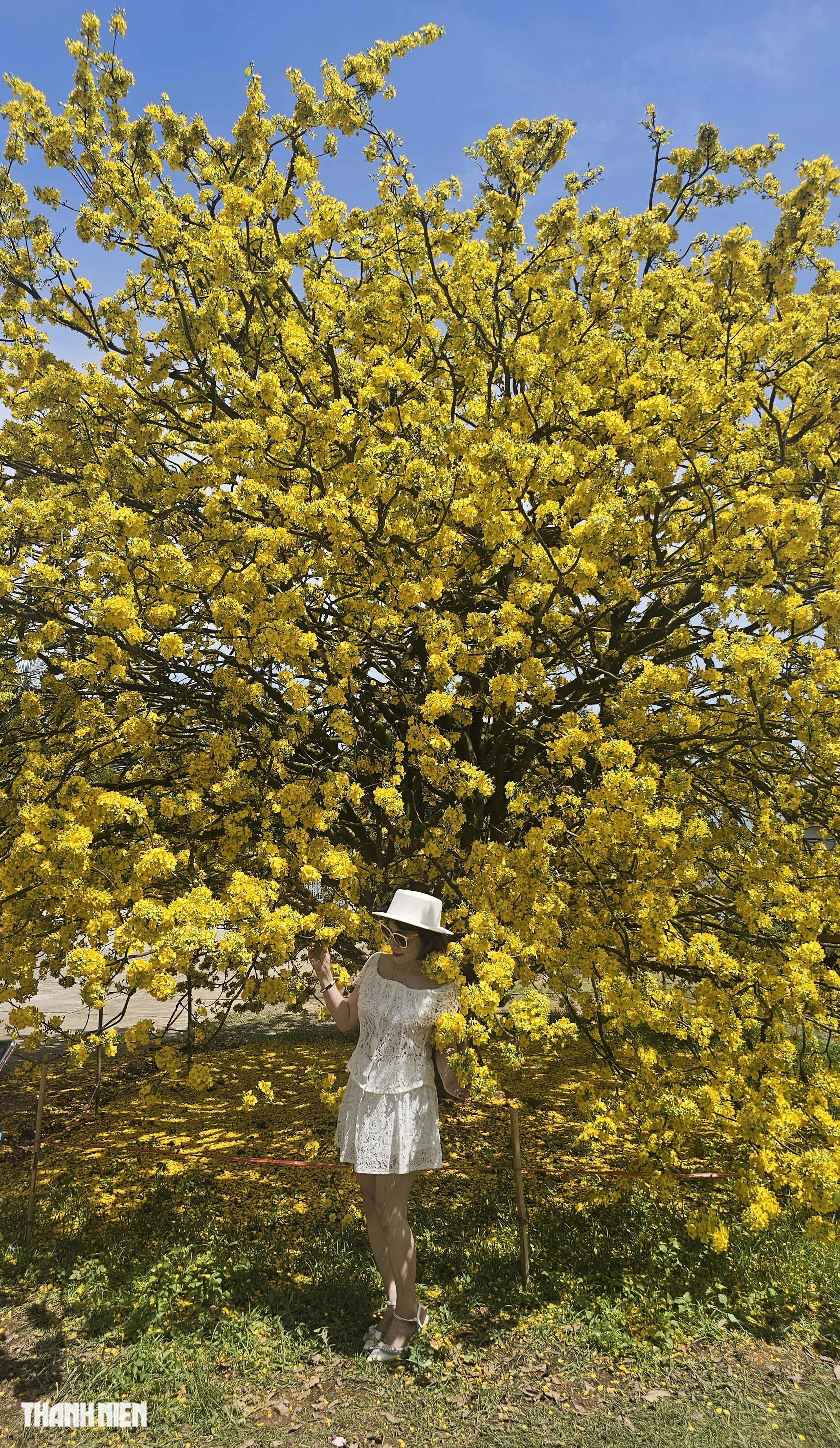 C&acirc;y mai c&oacute; 1 kh&ocirc;ng 2 ở Đồng Nai nở rực m&ugrave;ng 3 tết, như quả cầu v&agrave;ng - Ảnh 9.