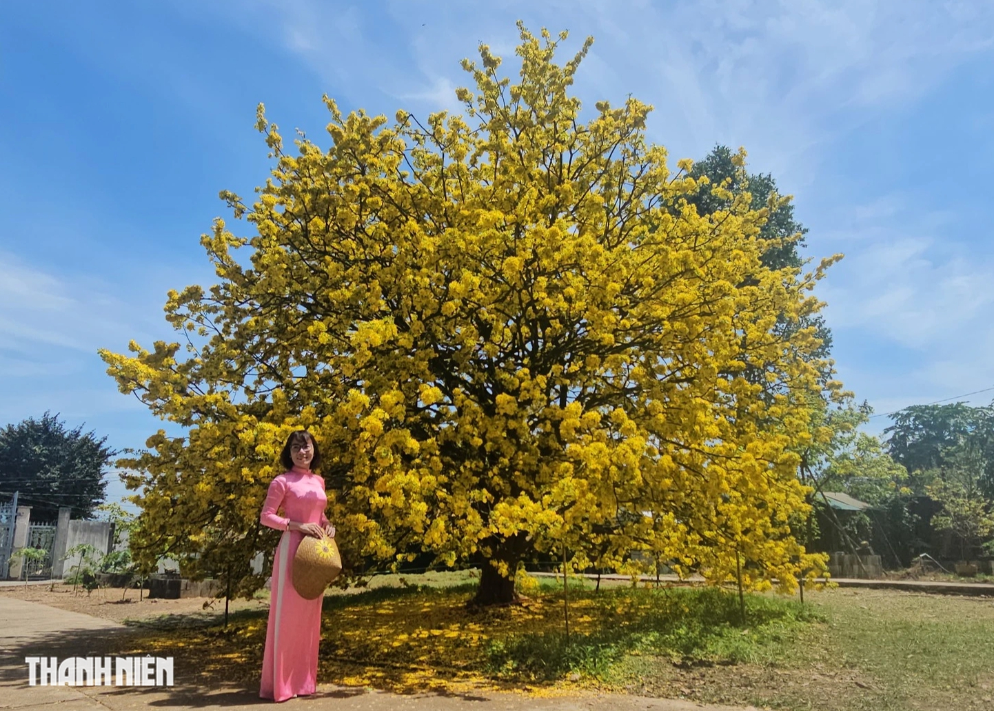 C&acirc;y mai c&oacute; 1 kh&ocirc;ng 2 ở Đồng Nai nở rực m&ugrave;ng 3 tết, như quả cầu v&agrave;ng - Ảnh 7.