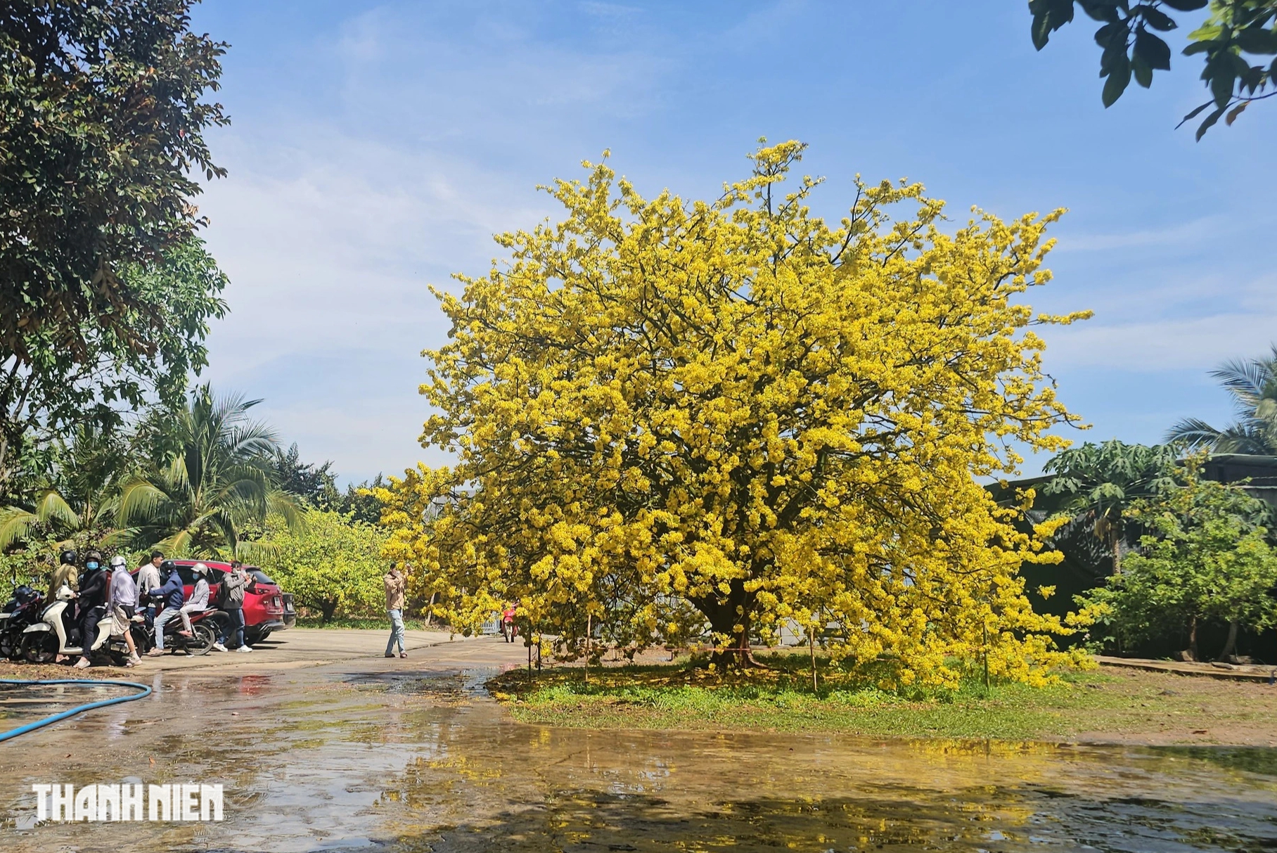 C&acirc;y mai c&oacute; 1 kh&ocirc;ng 2 ở Đồng Nai nở rực m&ugrave;ng 3 tết, như quả cầu v&agrave;ng - Ảnh 2.