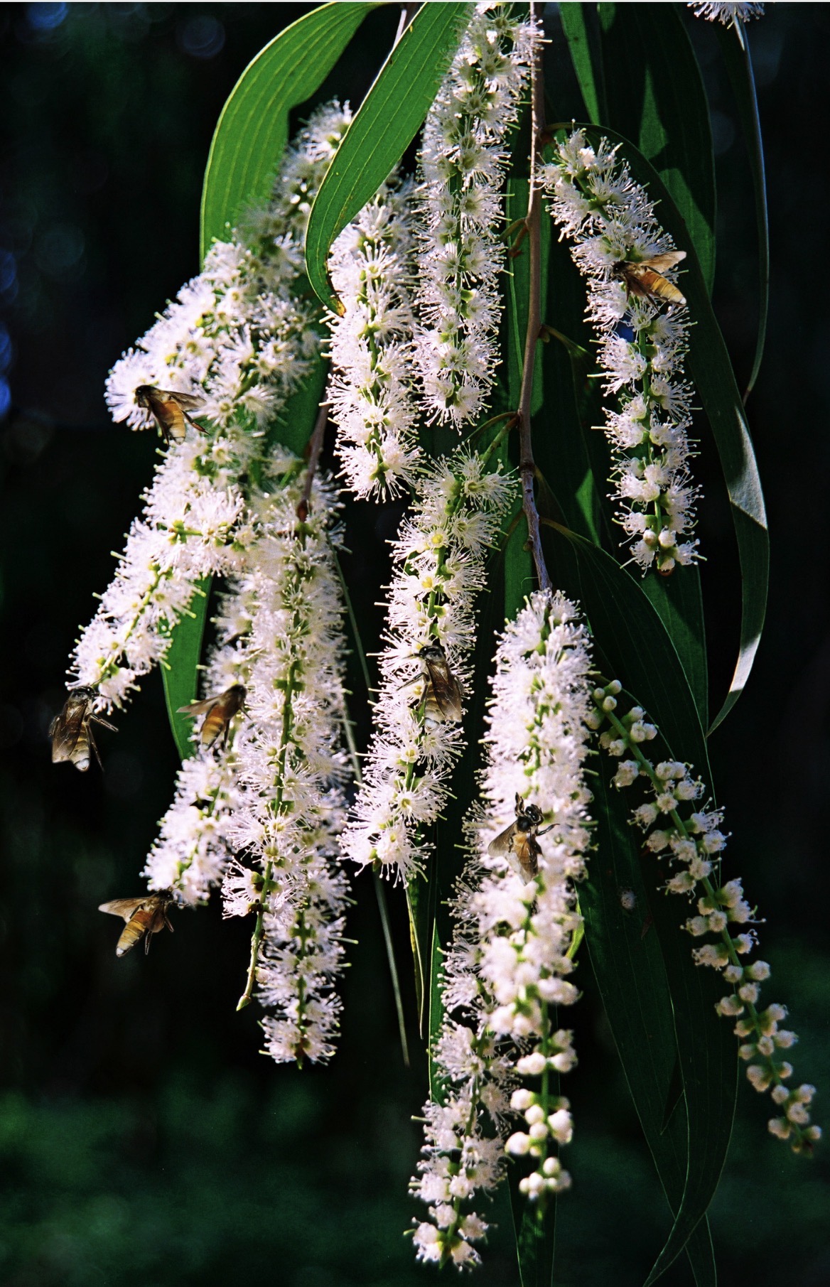 G&aacute;c k&egrave;o ong U Minh Hạ: Nghề 'mời ong về ở' giữ hồn rừng tr&agrave;m   - Ảnh 2.