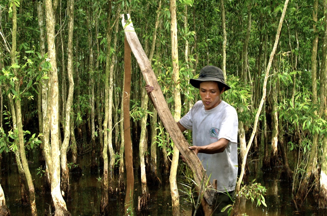 G&aacute;c k&egrave;o ong U Minh Hạ: Nghề 'mời ong về ở' giữ hồn rừng tr&agrave;m   - Ảnh 9.
