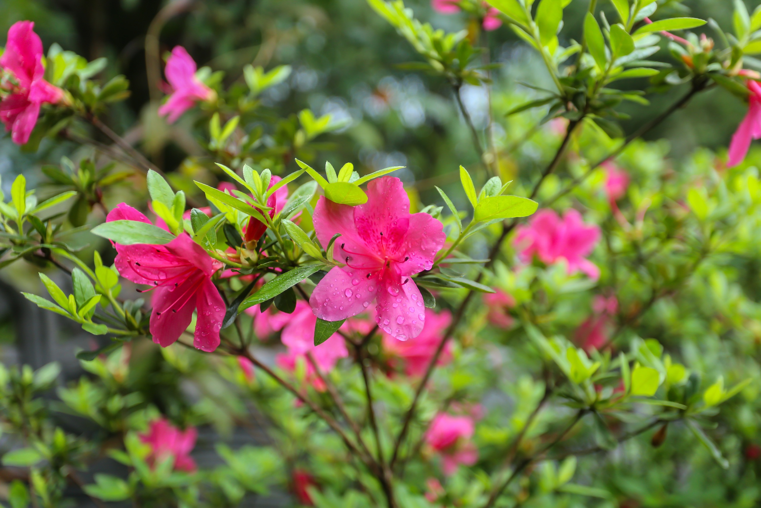 Chinh phục 172 bậc thang đến Thiền viện Tr&uacute;c L&acirc;m Bạch M&atilde; để cầu an đầu năm- Ảnh 14.