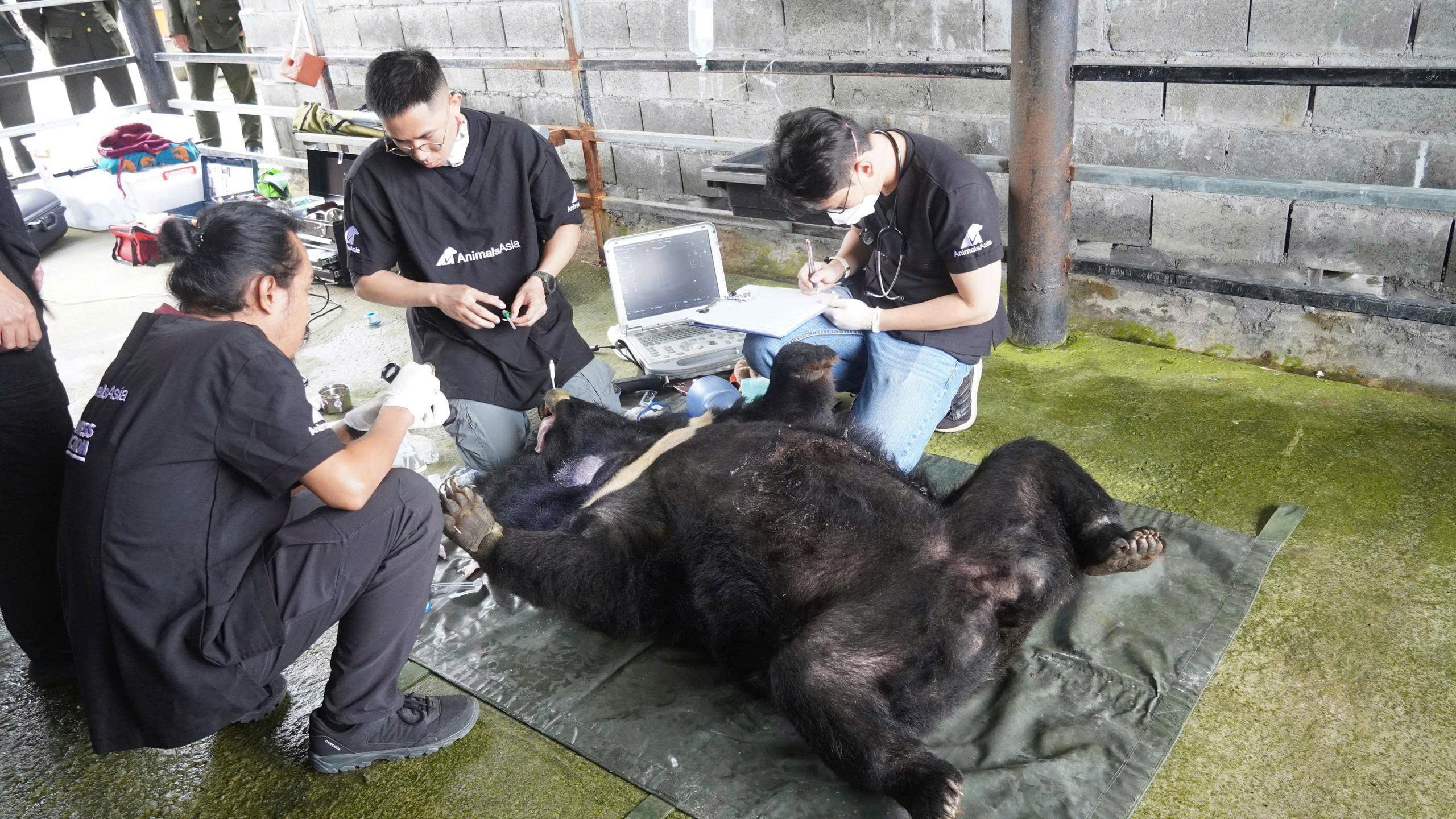 Gấu ngựa Misa nặng 120 kg về Vườn quốc gia Bạch Mã: Hành trình Cứu hộ đầy cảm xúc - Ảnh 3.