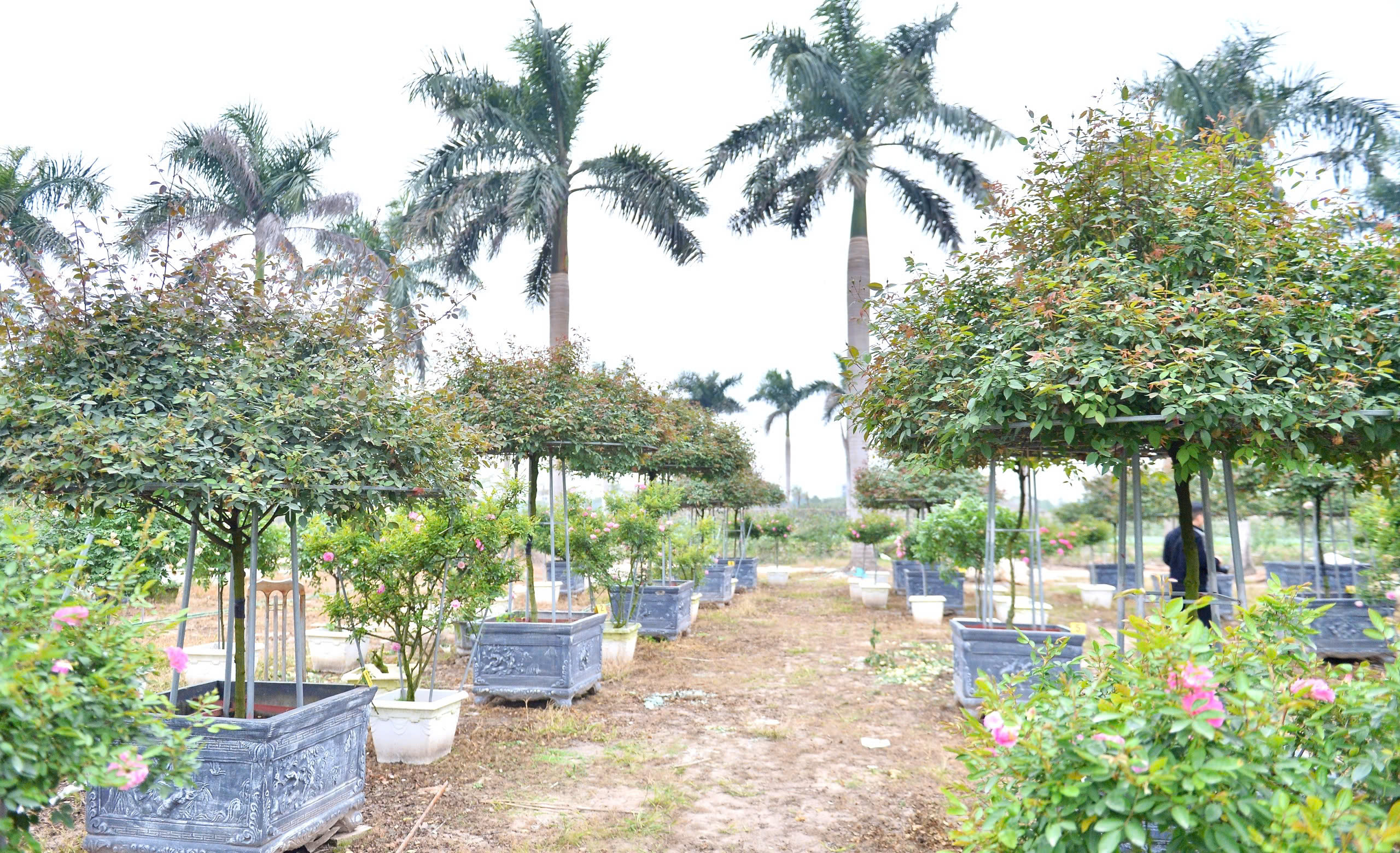 - Ảnh 7. - Ảnh 7.