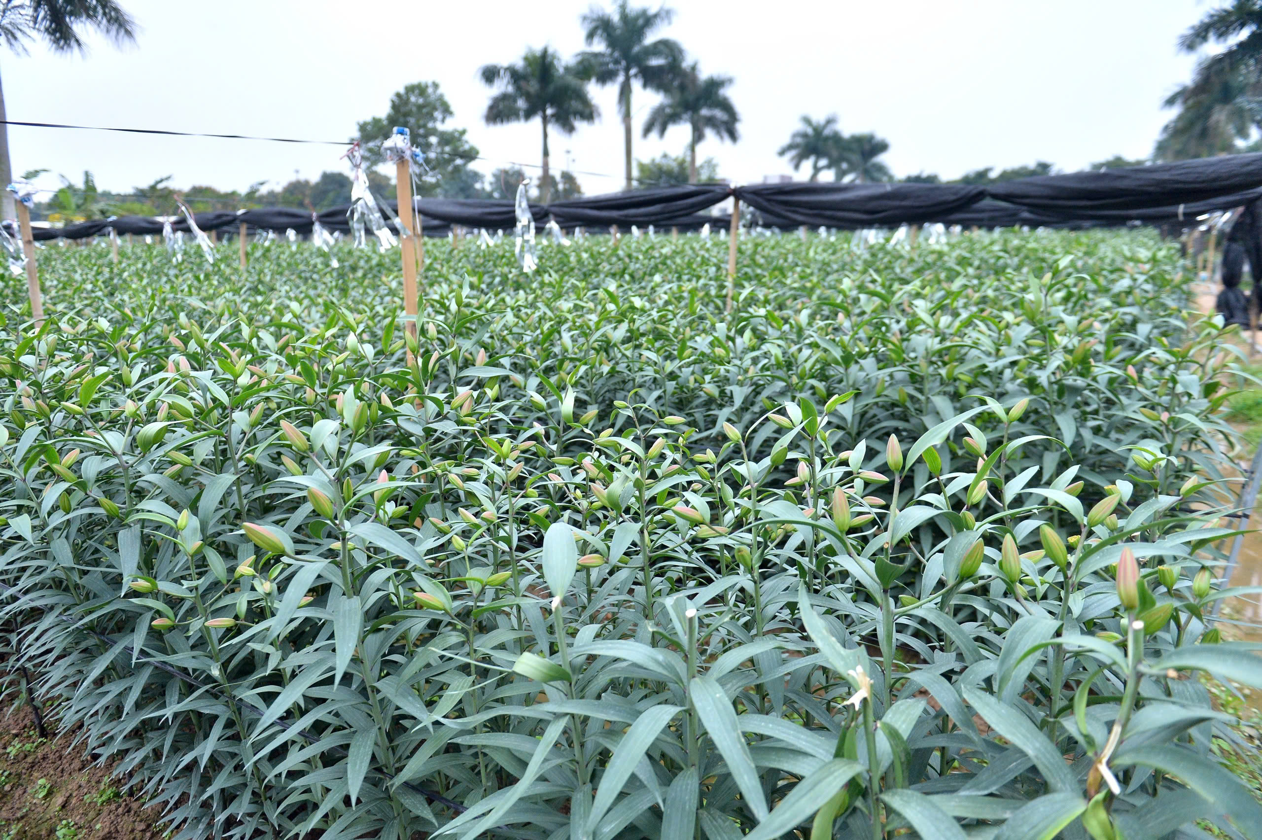 - Ảnh 1. - Ảnh 1.