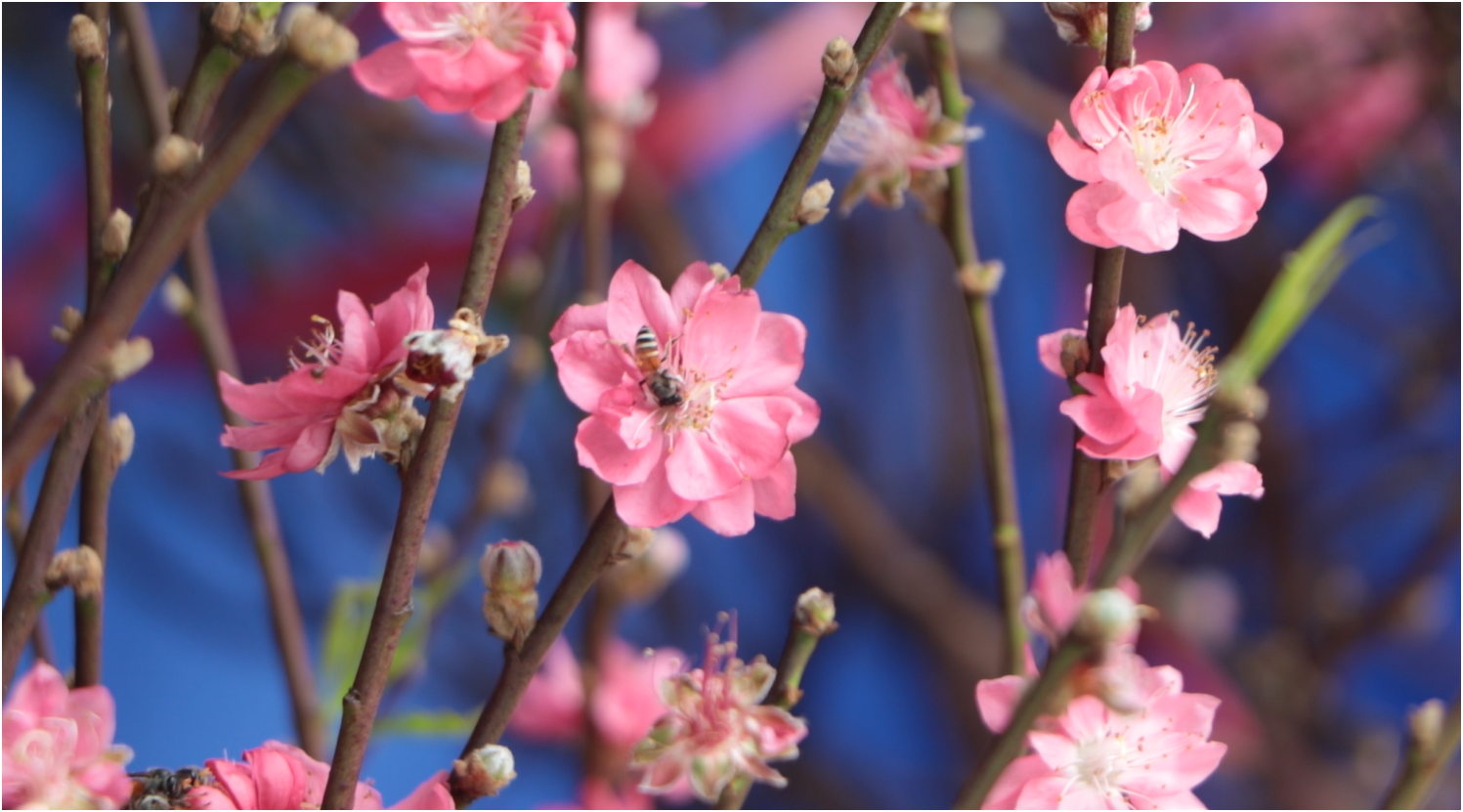 Chợ hoa Hồ Thị Kỷ: Hoa Ti&ecirc;n &Ocirc;ng được kh&aacute;ch hỏi mua li&ecirc;n tục dịp Tết  - Ảnh 3.