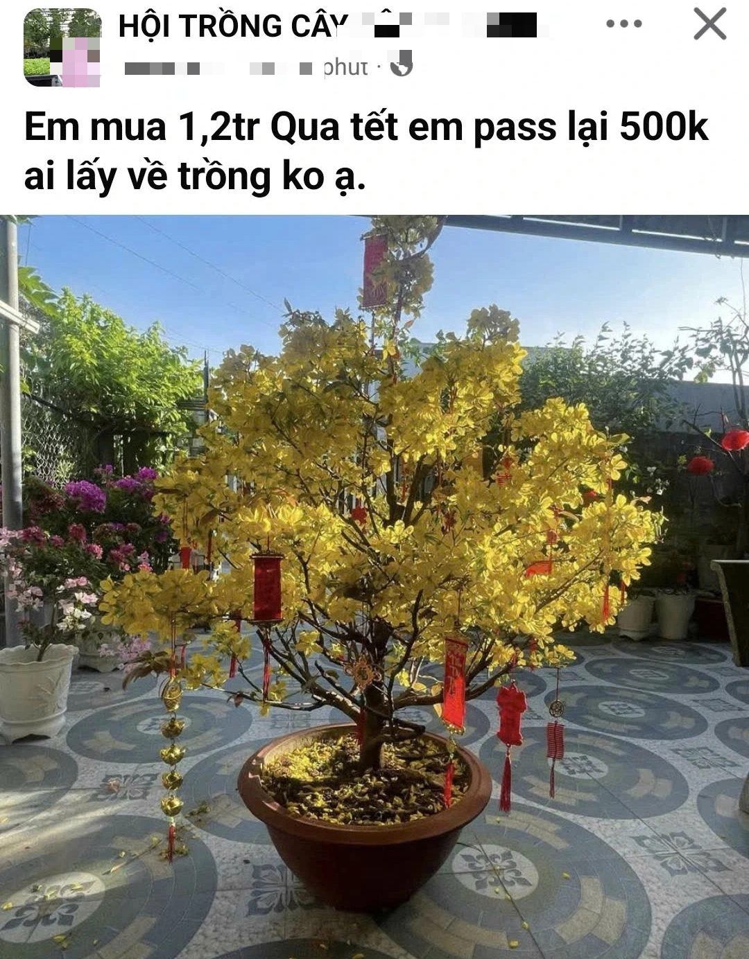 Mua cây mai sau tết, cẩn thận kẻo bị lừa - Ảnh 2.