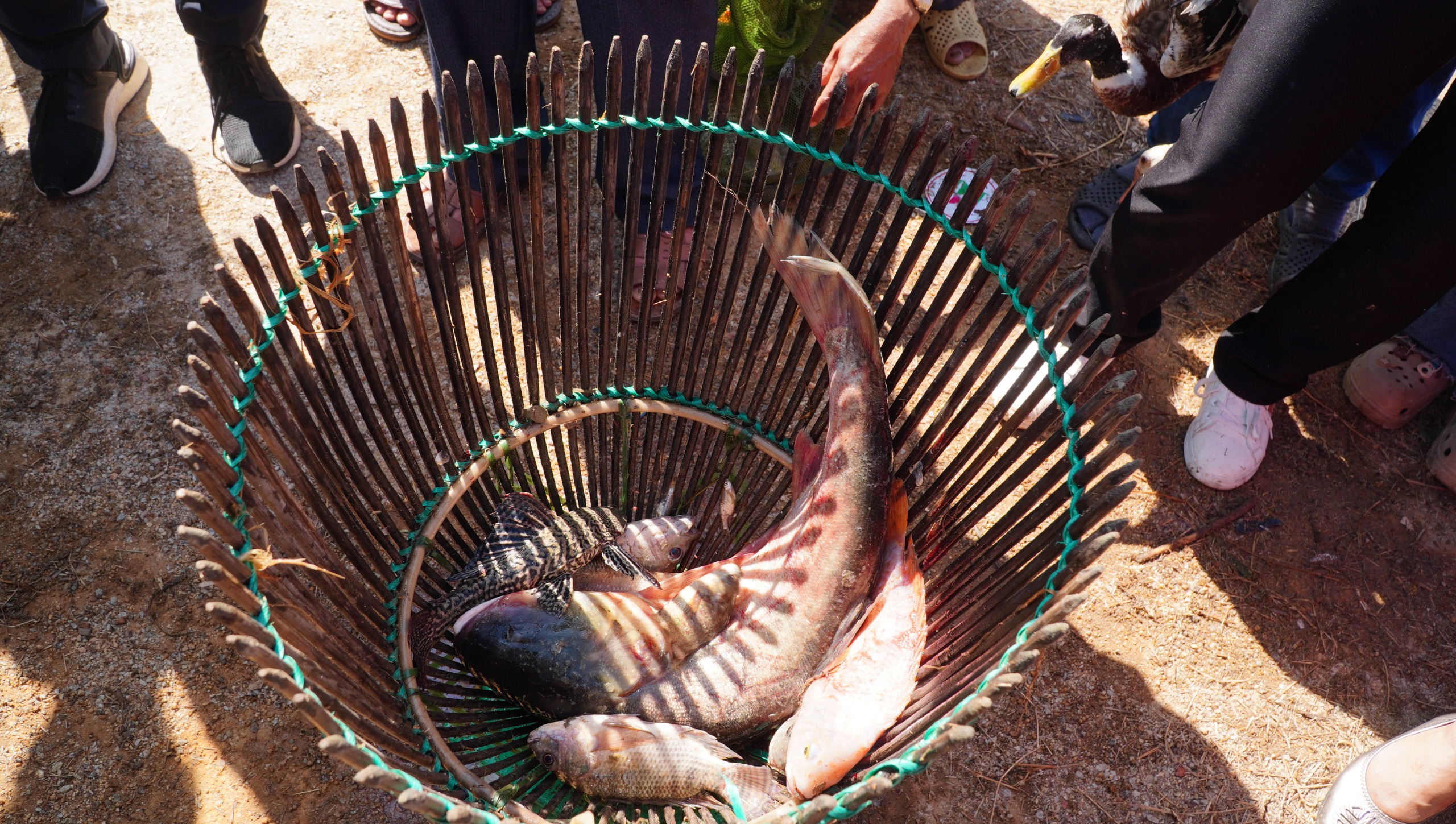 &Uacute;p nơm, bắt vịt, đi cầu khỉ&hellip; khuấy động lễ hội đầu xu&acirc;n ở Mộ Đức- Ảnh 10.