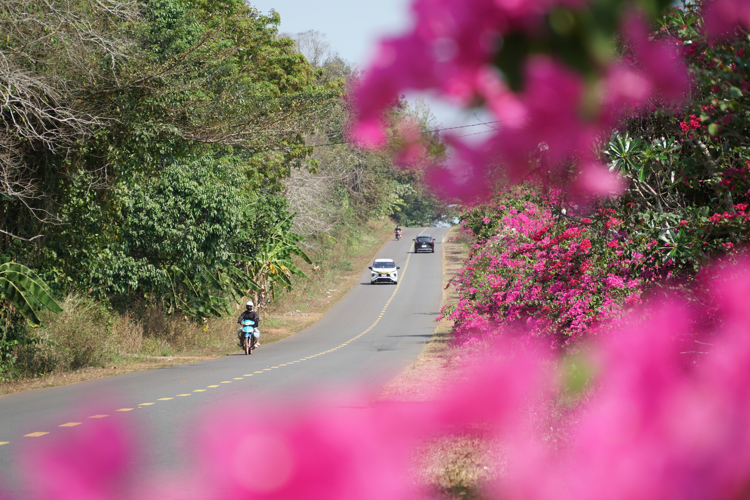 Ng&agrave;y đầu xu&acirc;n, đường v&agrave;o chiến khu D rực rỡ m&agrave;u hoa giấy. - Ảnh 5.