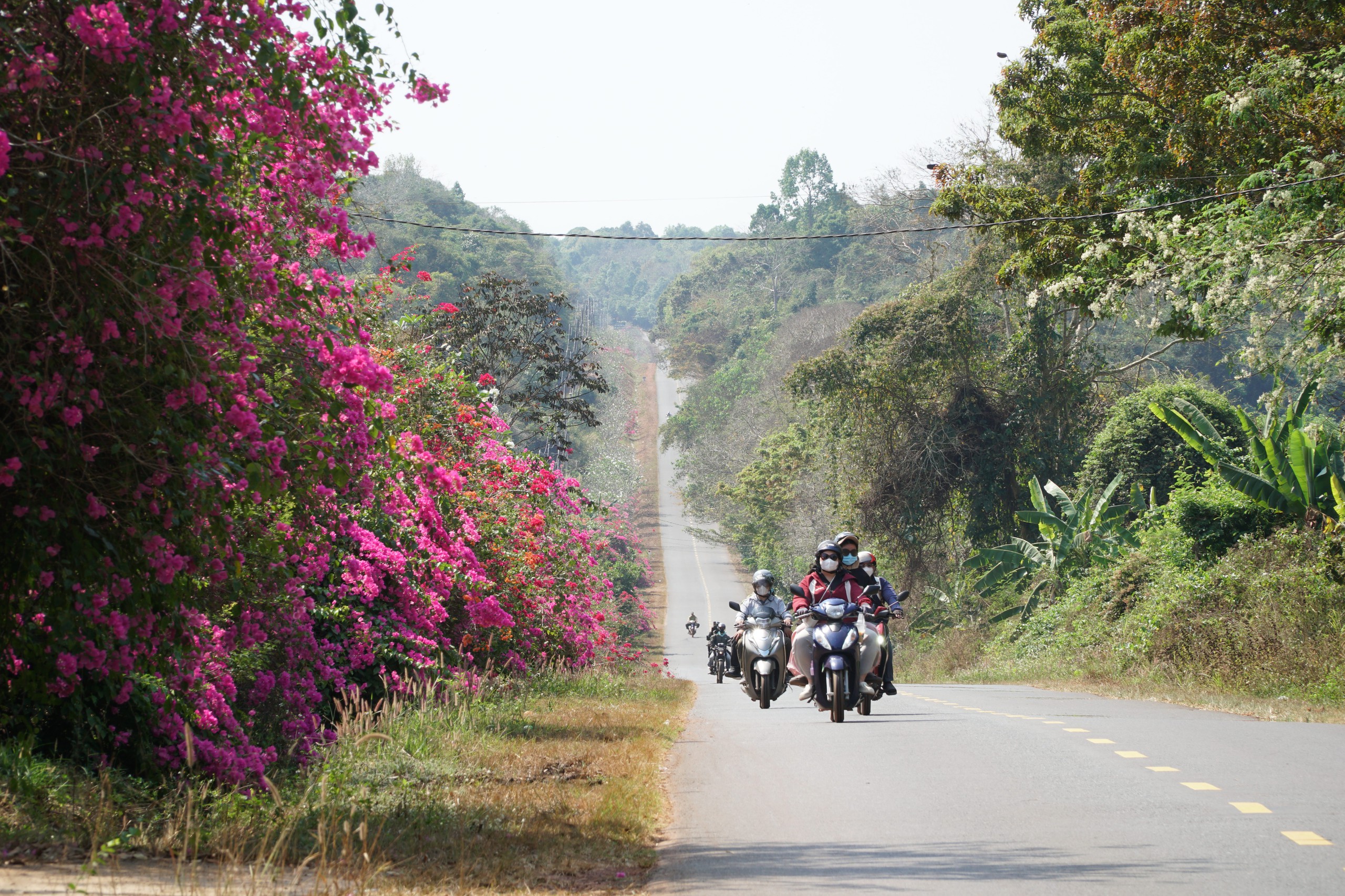 Ng&agrave;y đầu xu&acirc;n, đường v&agrave;o chiến khu D rực rỡ m&agrave;u hoa giấy. - Ảnh 4.